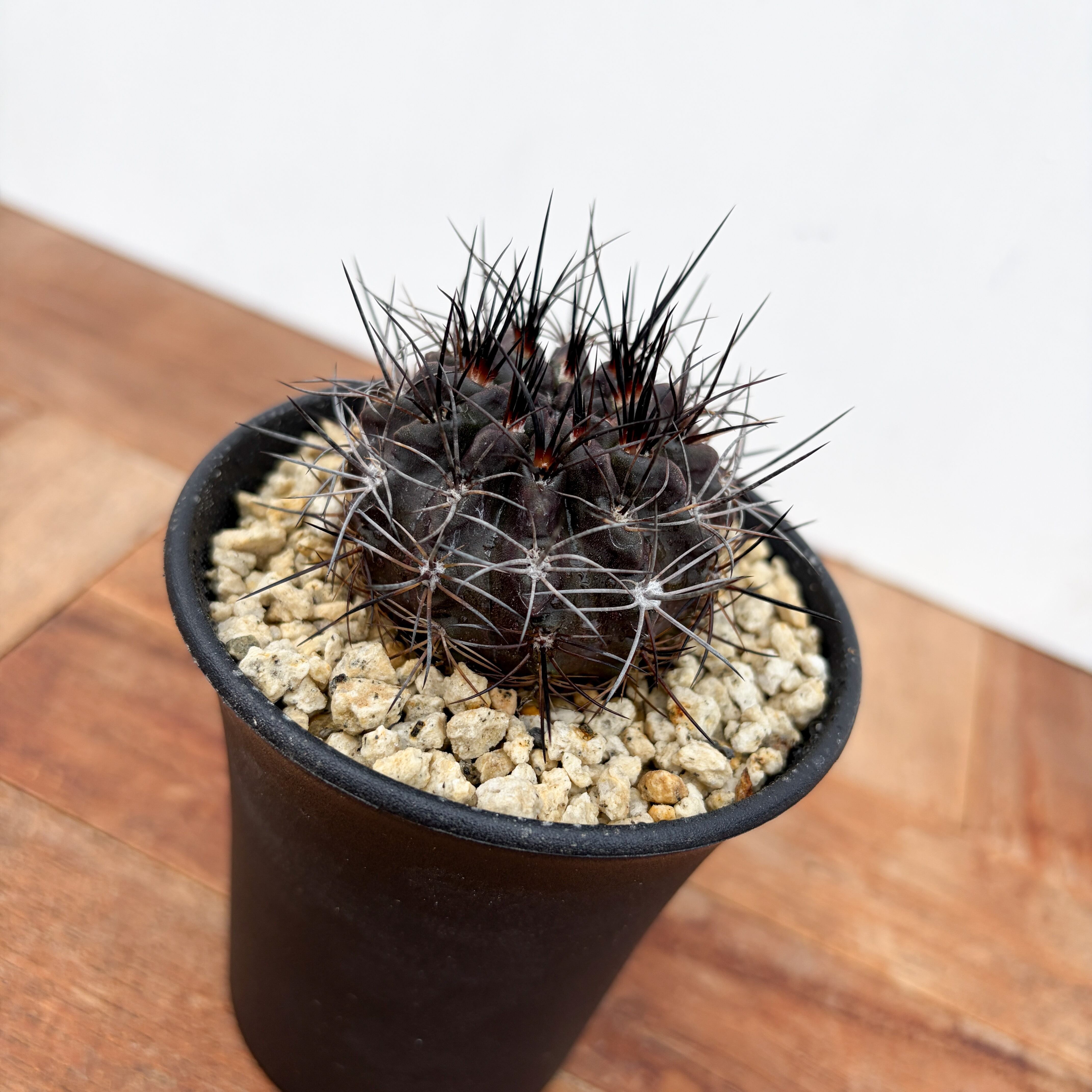 Neochilenia pulchella v.esmeraldana【ネオチレニア・プルケラ・実生