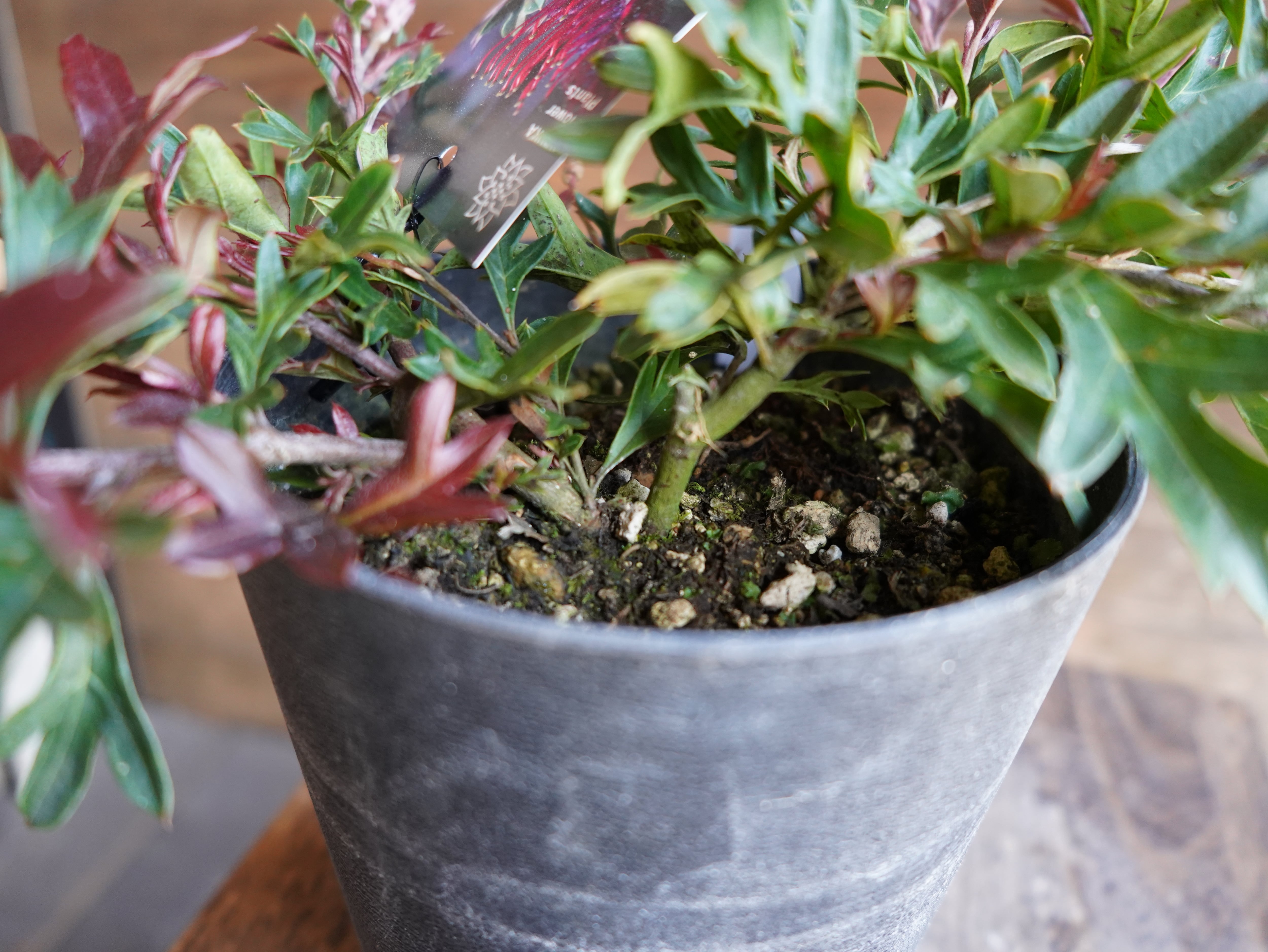 【現物】グレビレア "ガウディチャウディ" B