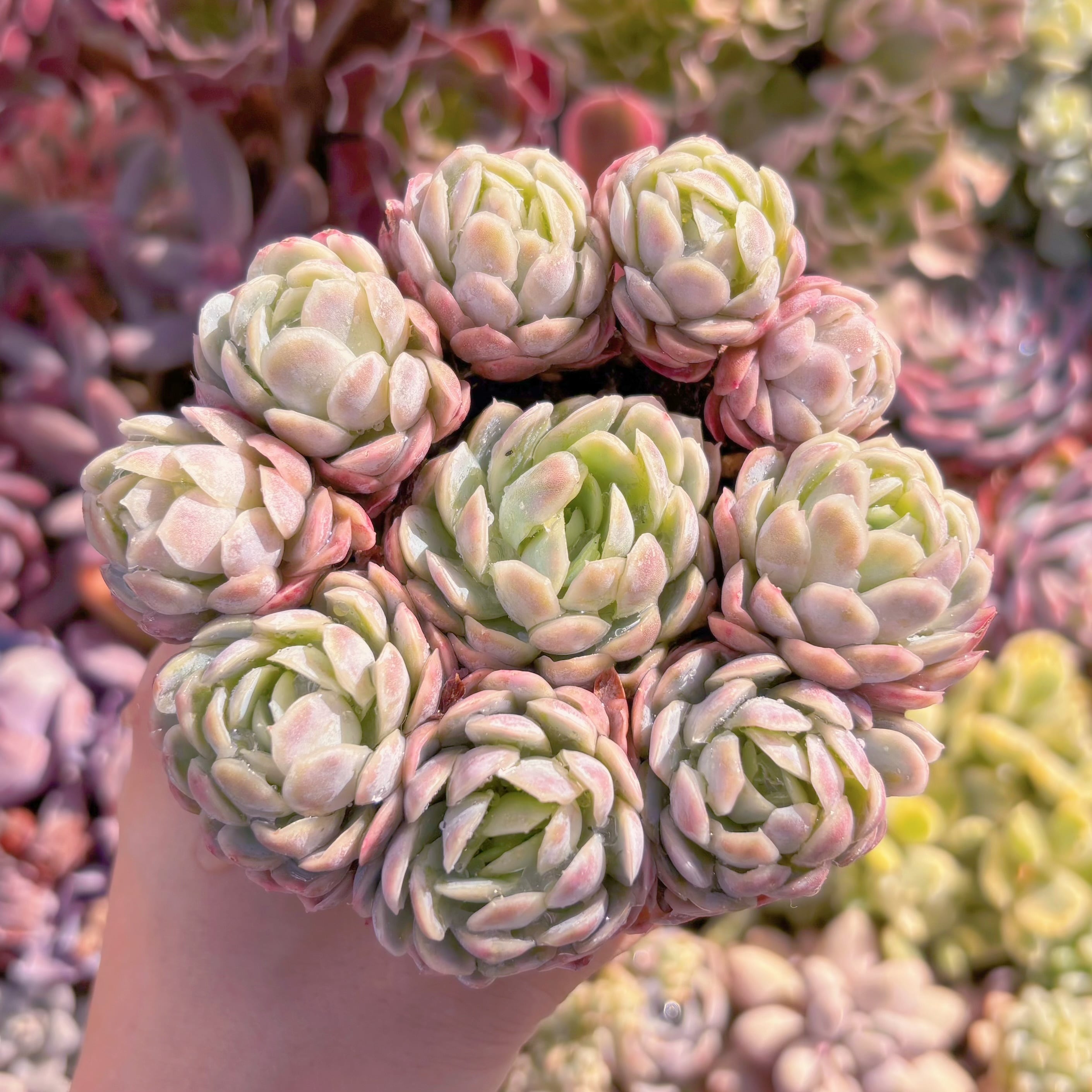 多肉植物 ラズベリーアイス錦 大群生 るる農園 | るる農園~多肉植物専門