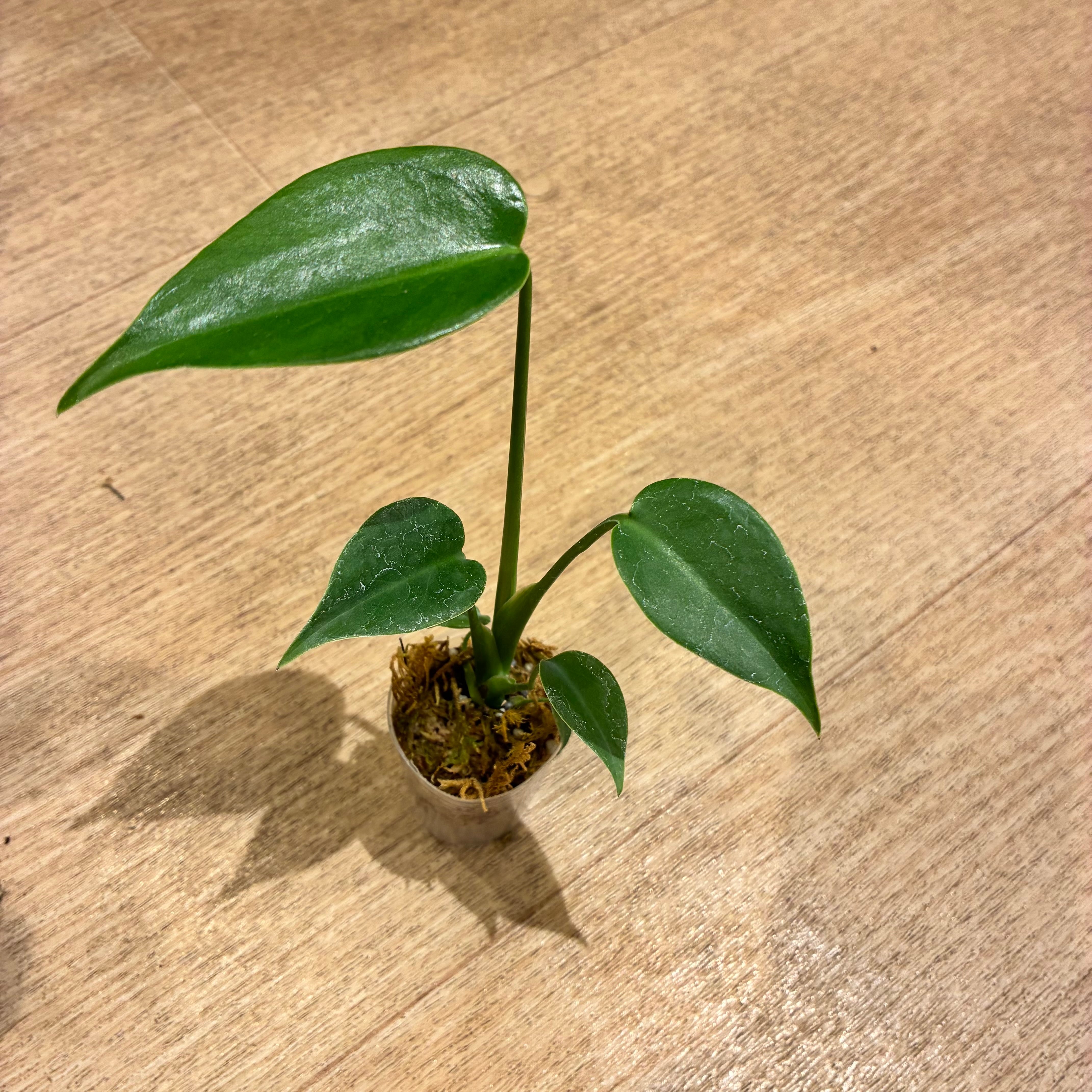 モンステラ デリシオーサ コンパクタ Monstera deliciosa Compacta