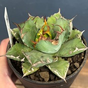 アガベ チタノタ 姫厳竜【537】