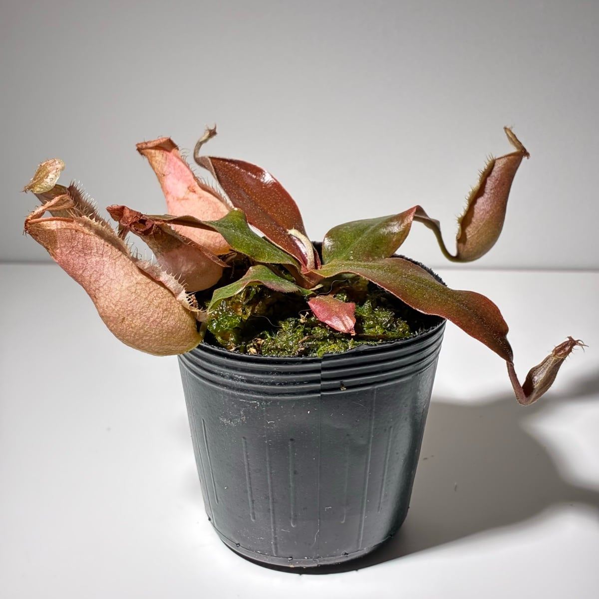Bucephalandra pubes 