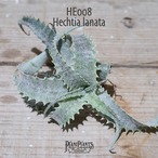 【送料無料】Hechtia lanata《ベアルート株》〔ヘクチア〕現品発送HE008