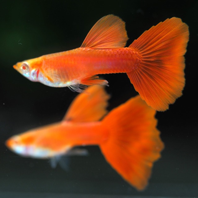 【セール】RREAフルレッド　3ペア