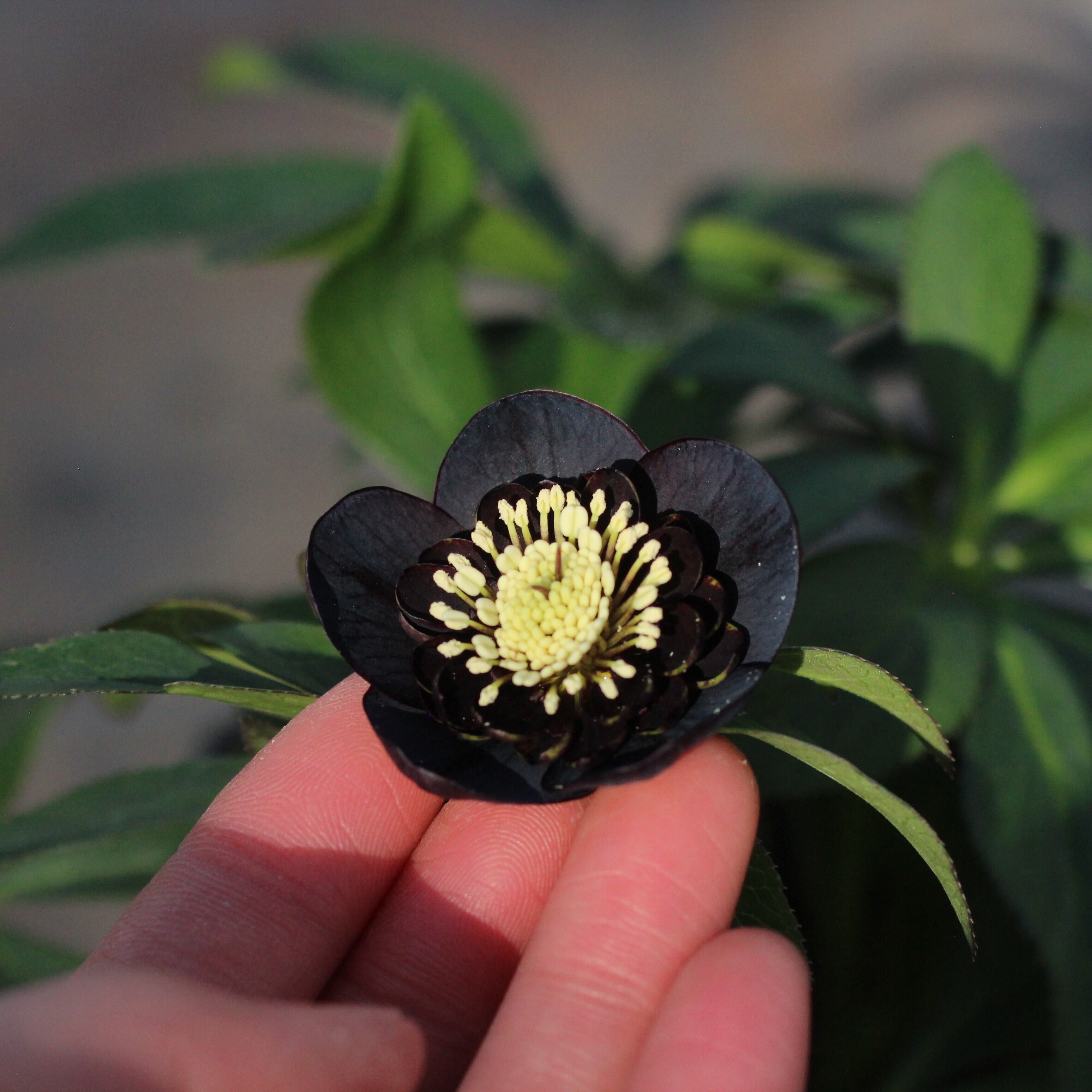 WS26-092 クリスマスローズ ウィンターシンフォニー 小輪系ブラック