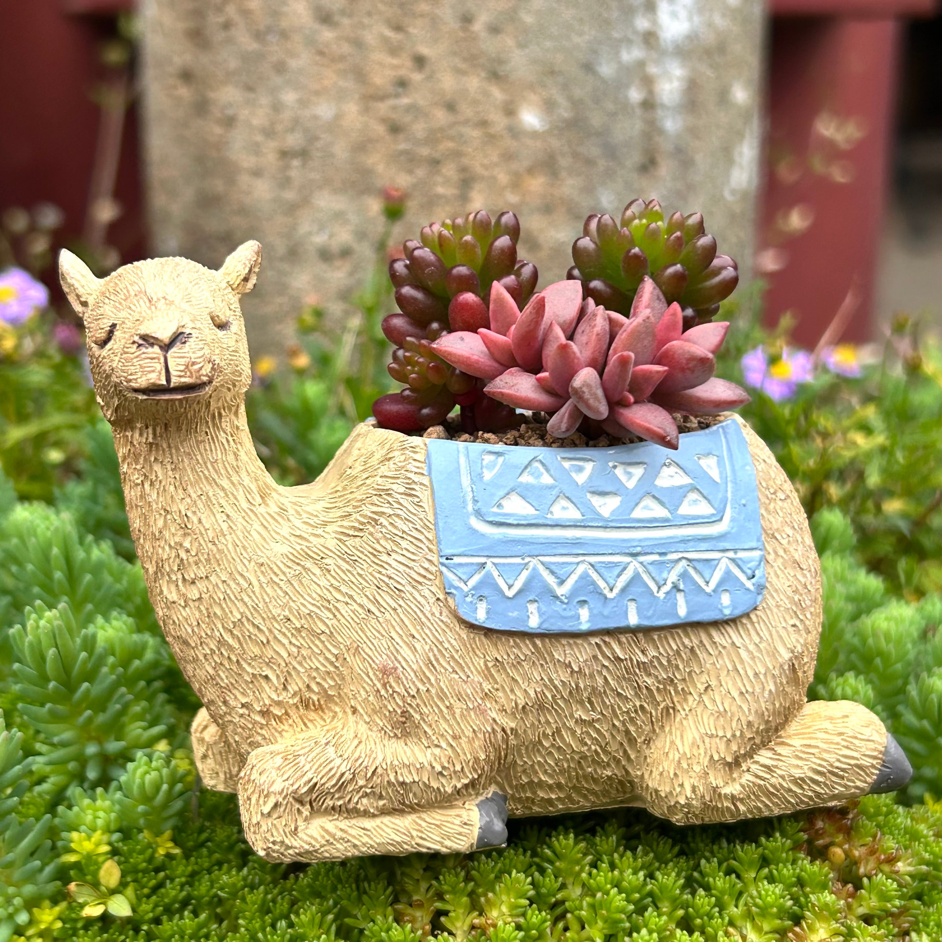 T)ラクダと多肉(鉢入り | RuPo 多肉植物専門店