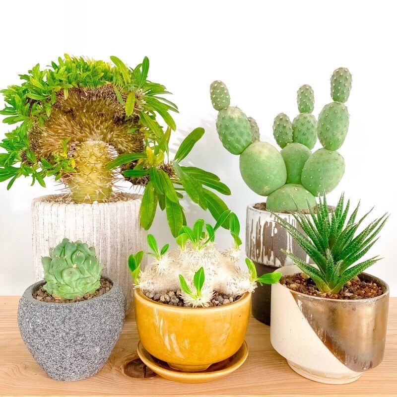パキポディウム・ウィンゾリー | INERMIS ～perfect plants～