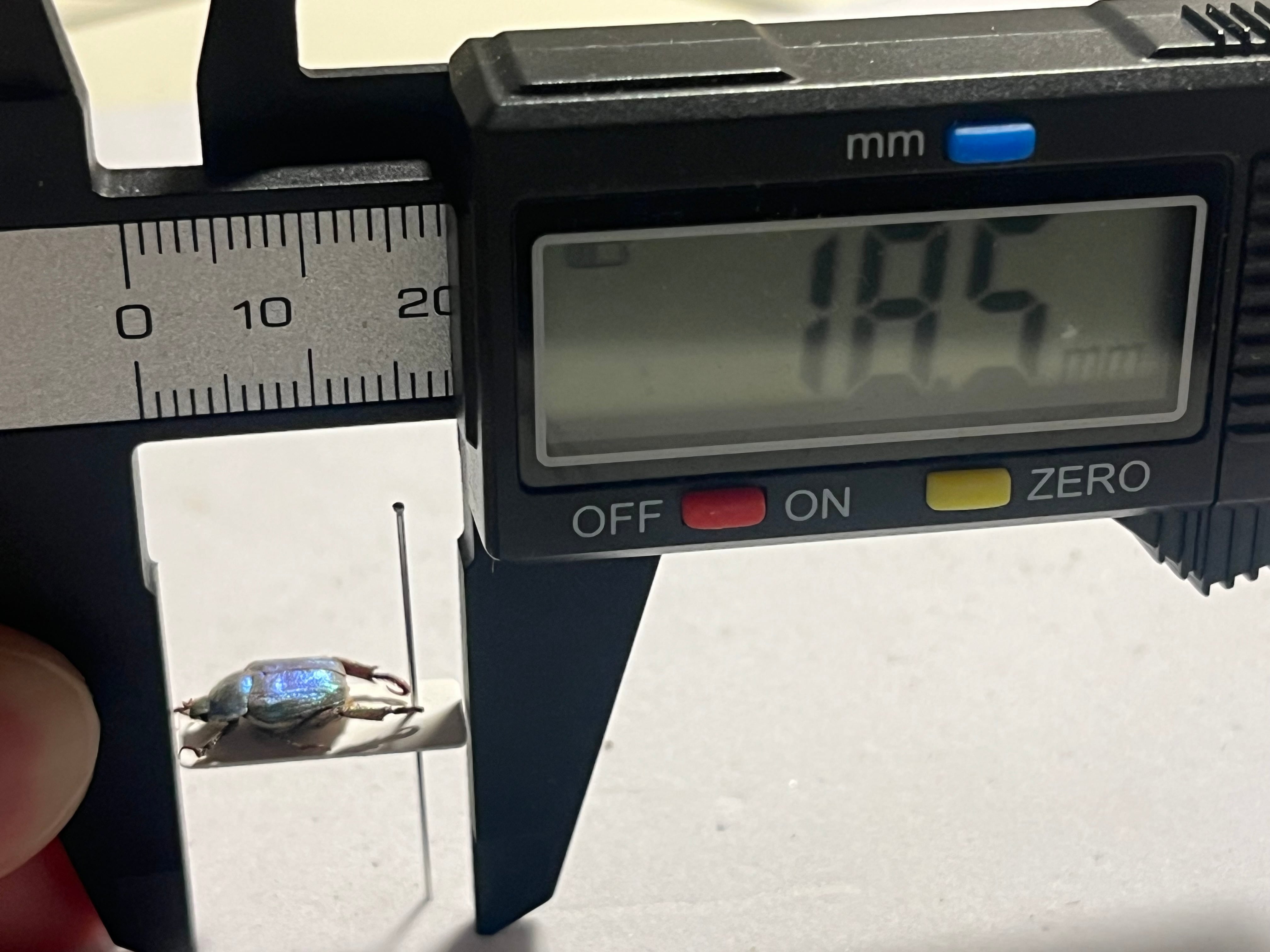 8mm】シンジュアシナガコガネ 標本 ブルースカラベ プラチナコガネ