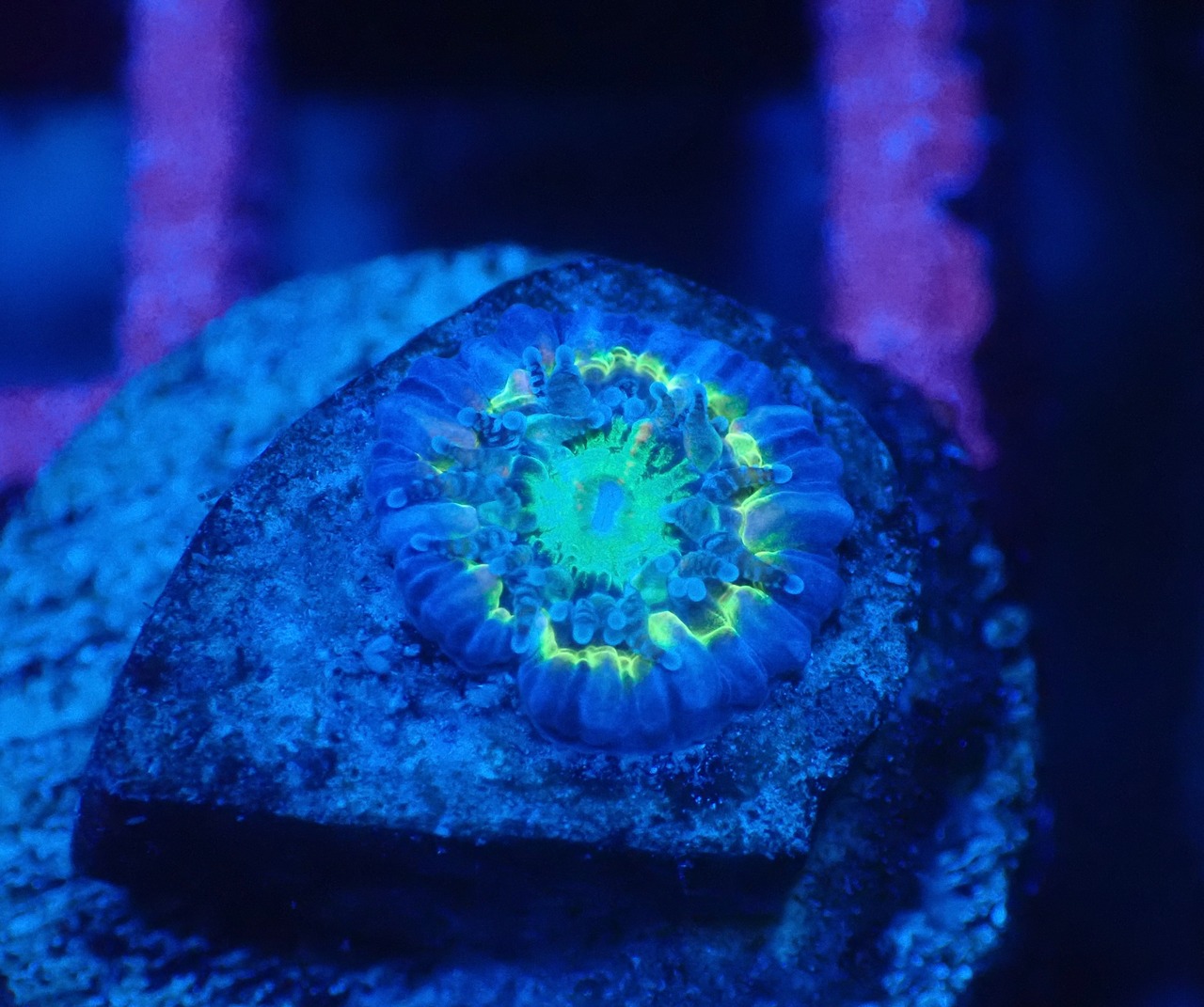 Loadhowensis Baby "Ultra" 14