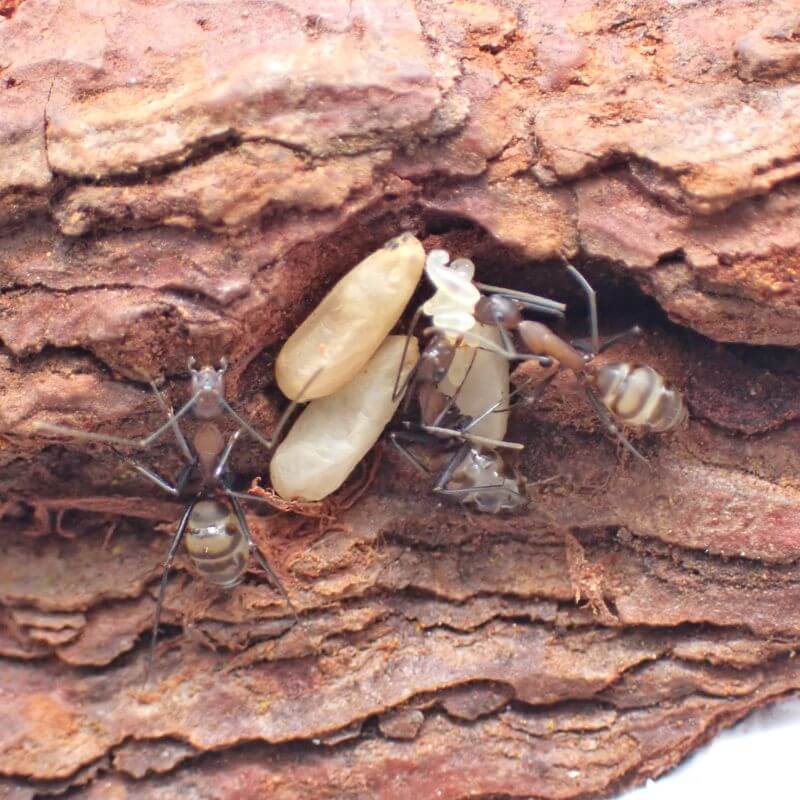 蟻の巣、アリの巣、ant、飼育容器、餌場　小