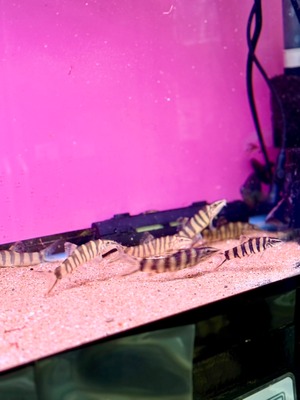 ボーシャ・ロブスタ