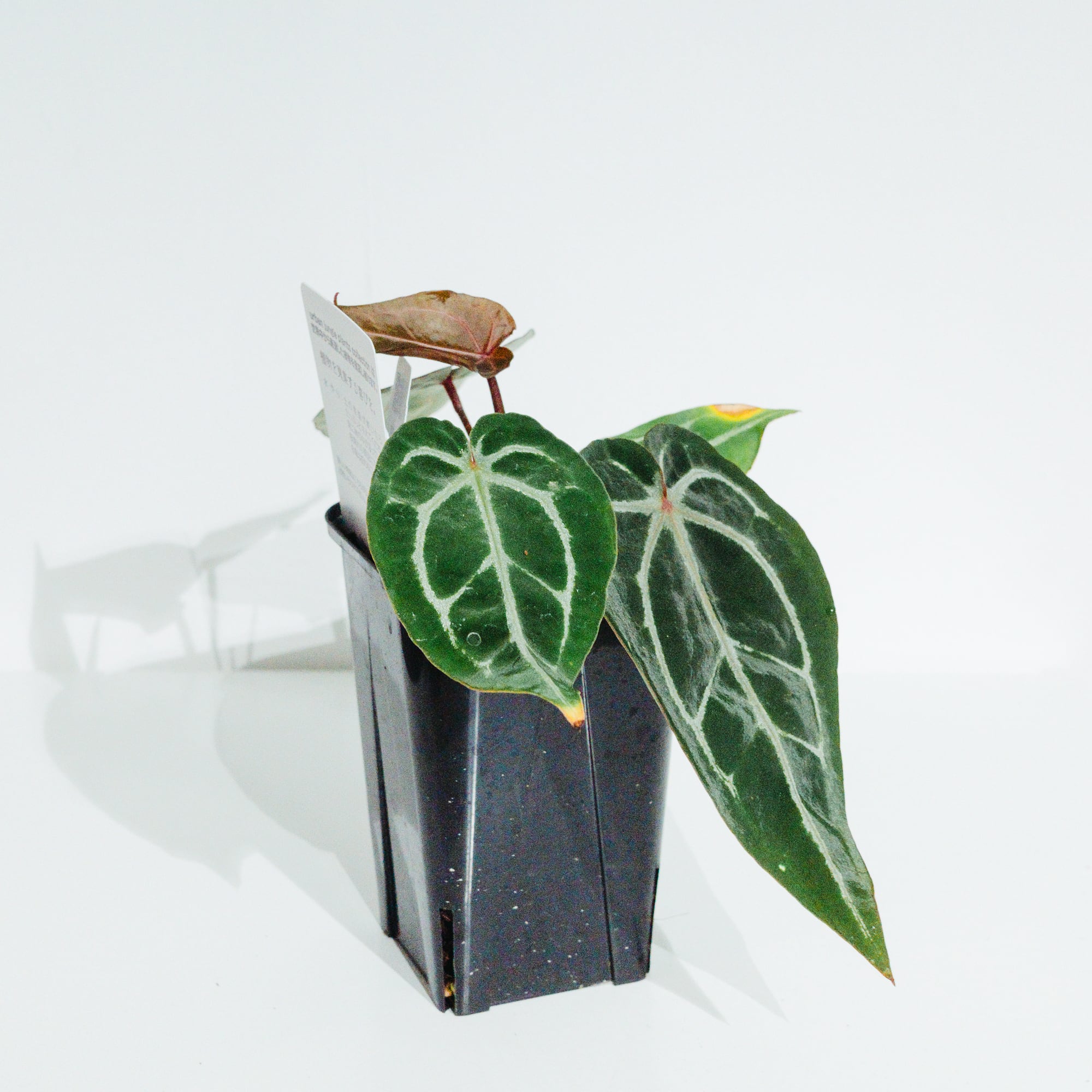 アンスリウム・レッドクリスタリナム ミシェル×ミシェル（Anthurium