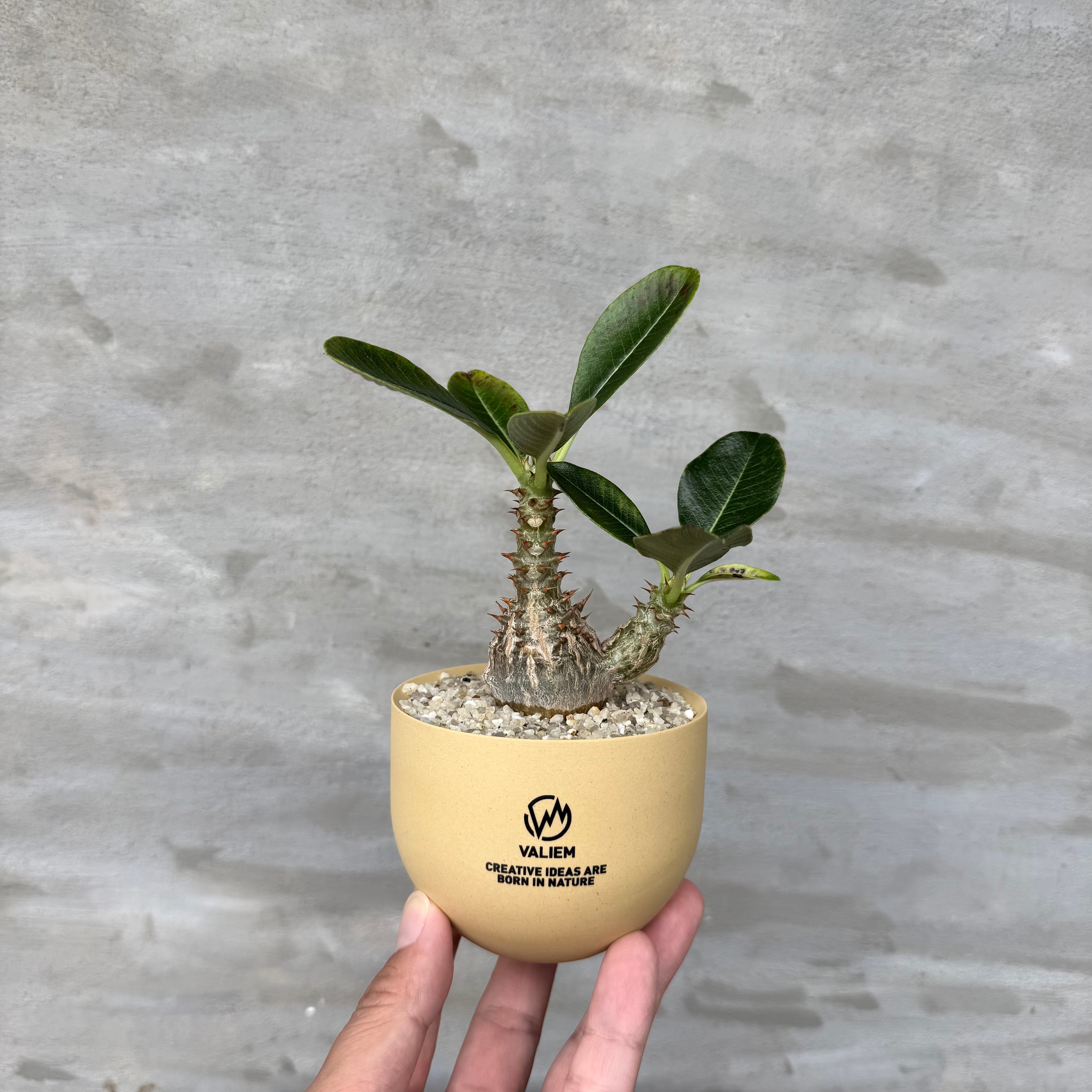 8/10（月）21:00より再販！【植物鉢】 Valiem GHOST（BOWL / Lサイズ