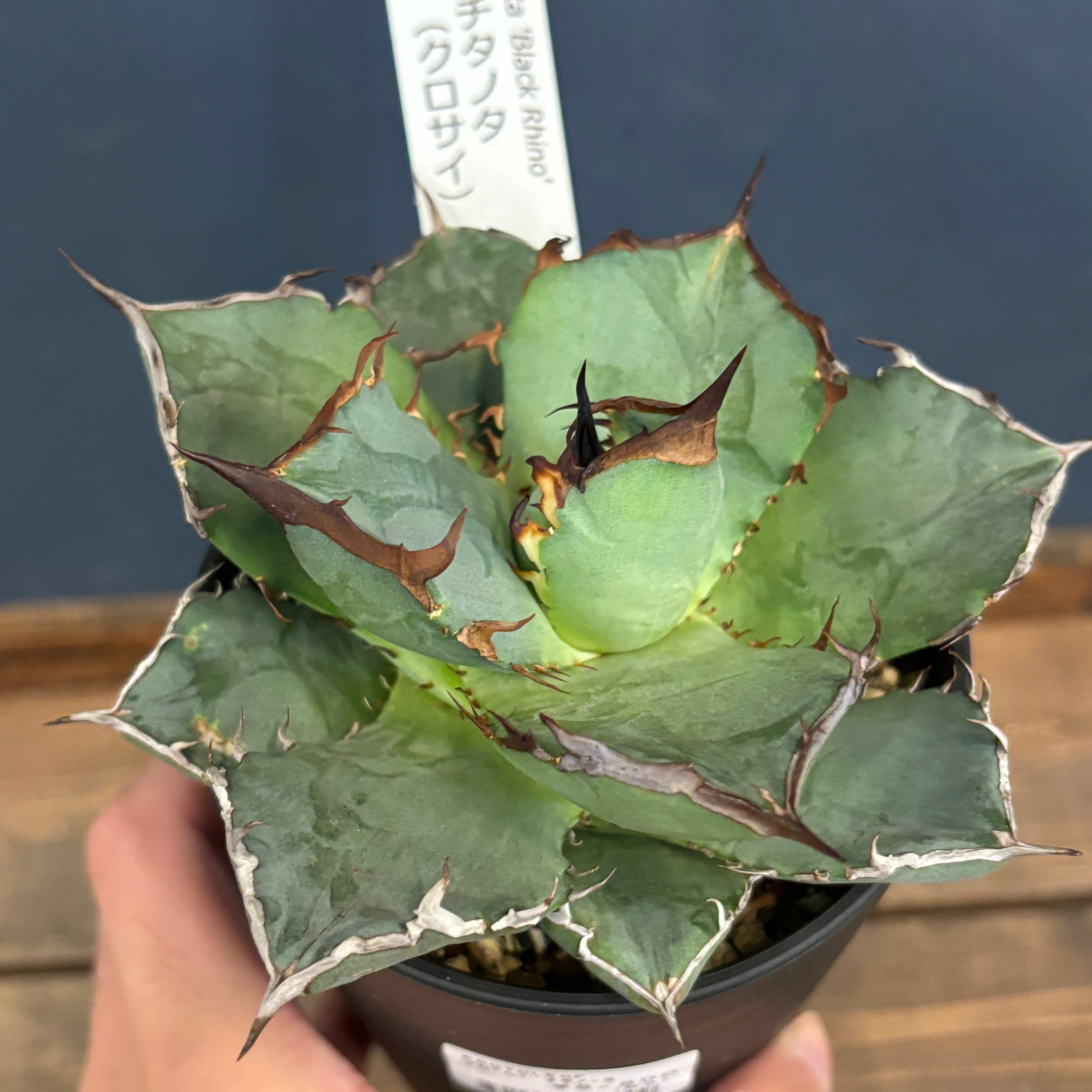 Copiapoa calderana【コピアポア・カルデラナ・実生】 | Pay ID