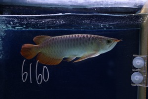 紅龍No.6160（スーパーレッド）☆ハイクオリティ☆  ±26㎝