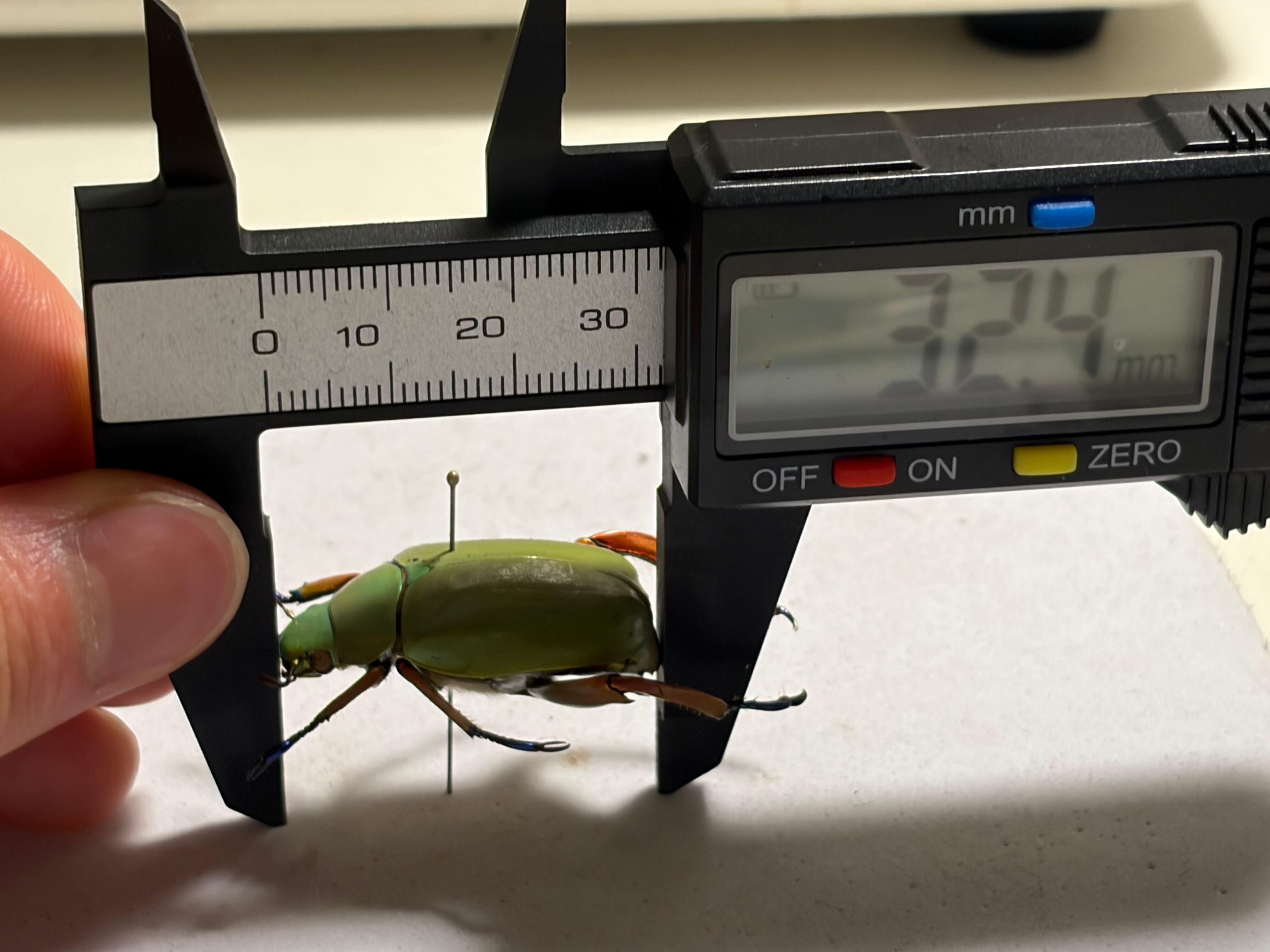32mm】モモブトウグイスコガネ 標本 プラチナコガネ | オモニキチュウ
