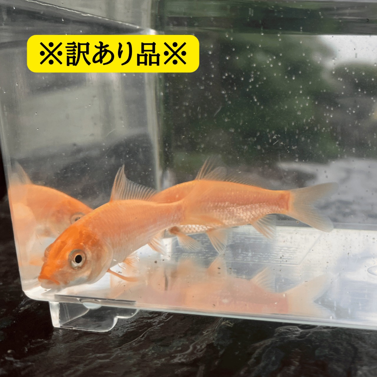 ※訳あり品・B品※（淡水魚）ヒゴイ／緋鯉／緋ゴイ　7～11ｃｍ±　（1匹）【生体】※保証対象外商品