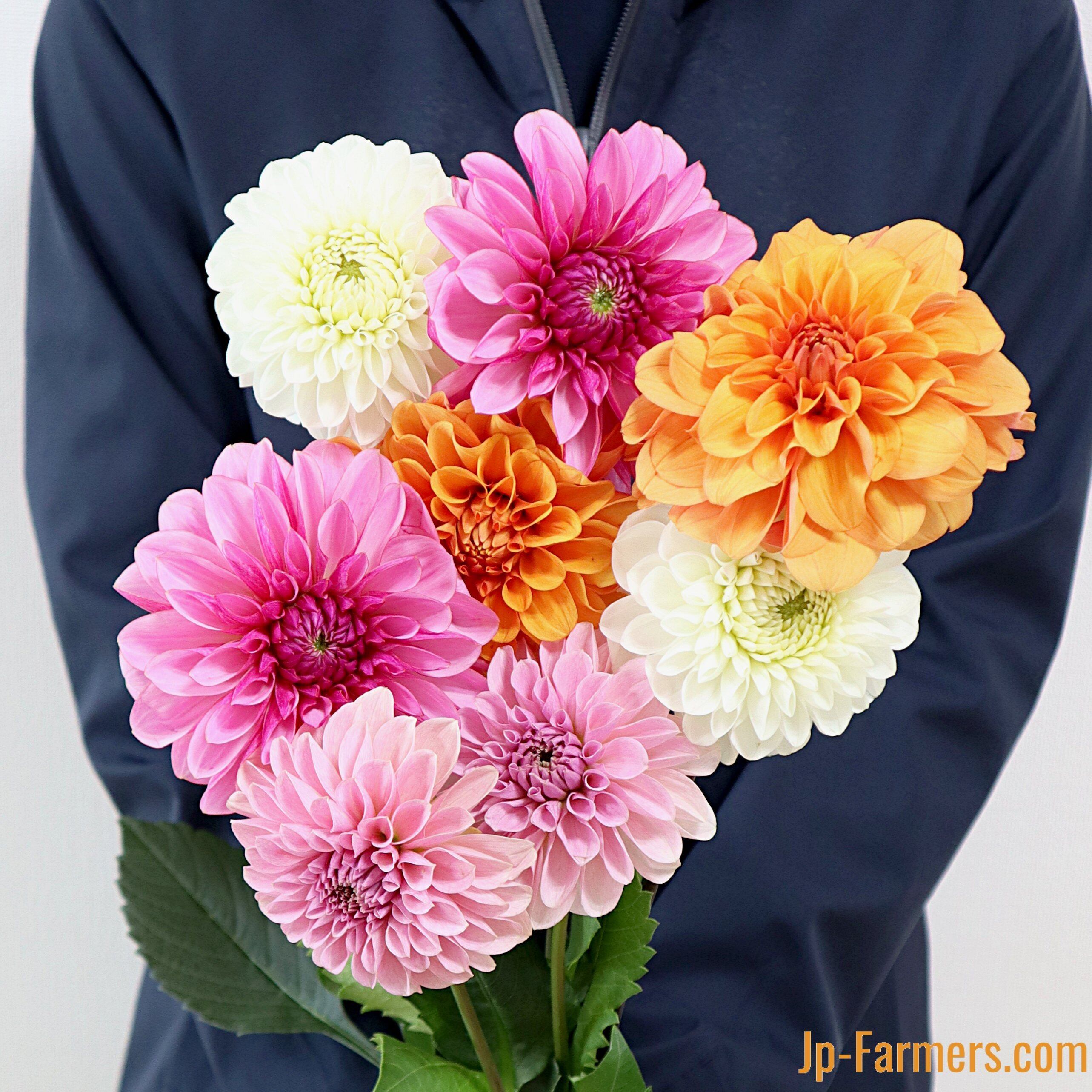 スプリングセール 高級ダリア 本入り色 品種お任せミックスbox Jp Farmers Com