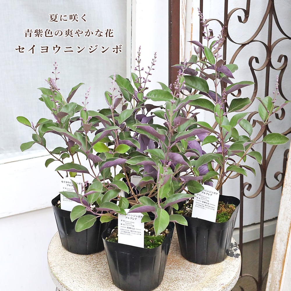 常緑苗木 オリーブ シプレッシーノ 3号 ソウジュ 創樹 SOUJU 庭木