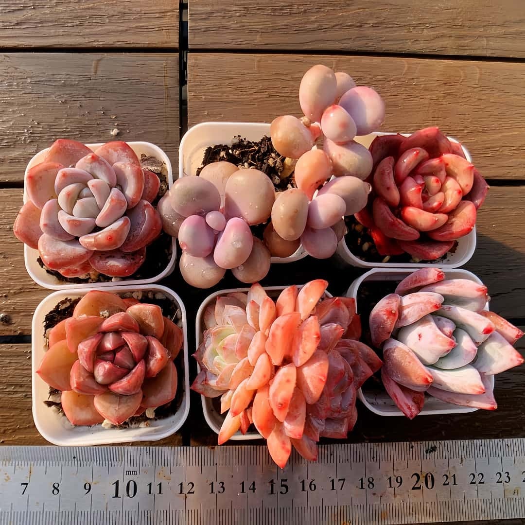 農園直売 多肉植物 コノフィツム属 リトープス丼 50-65頭セット 超お得