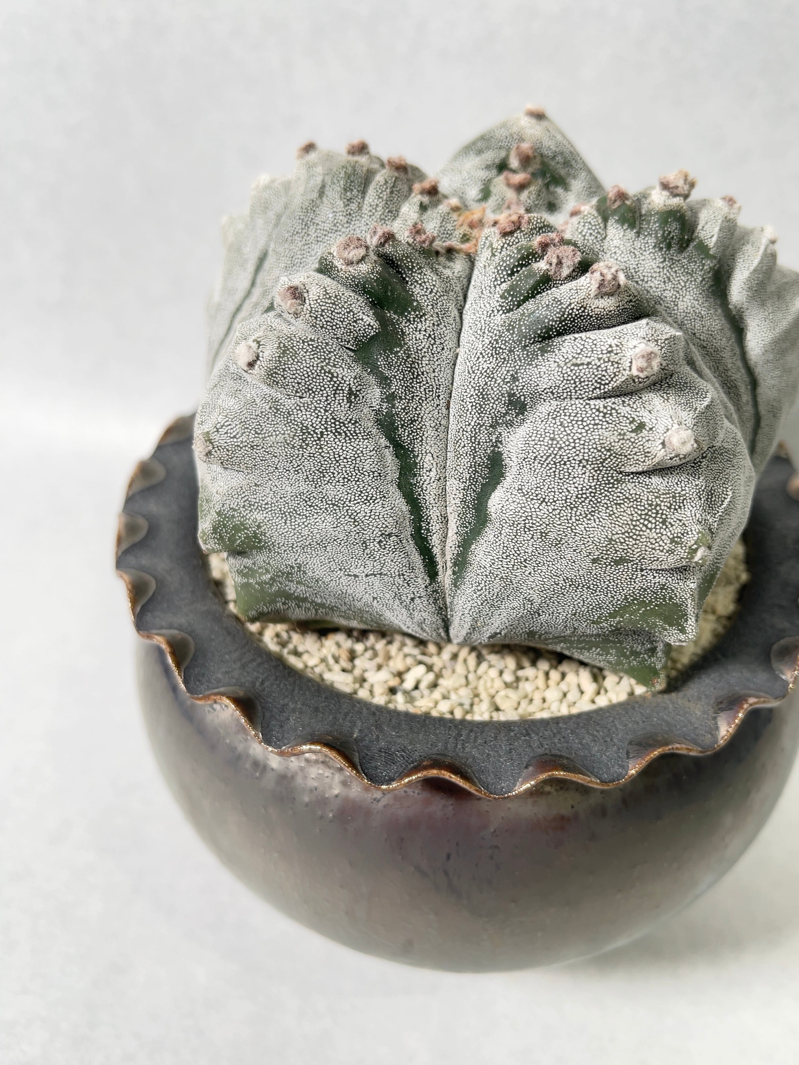 アストロフィツム・肋骨鸞鳳玉 | trigger