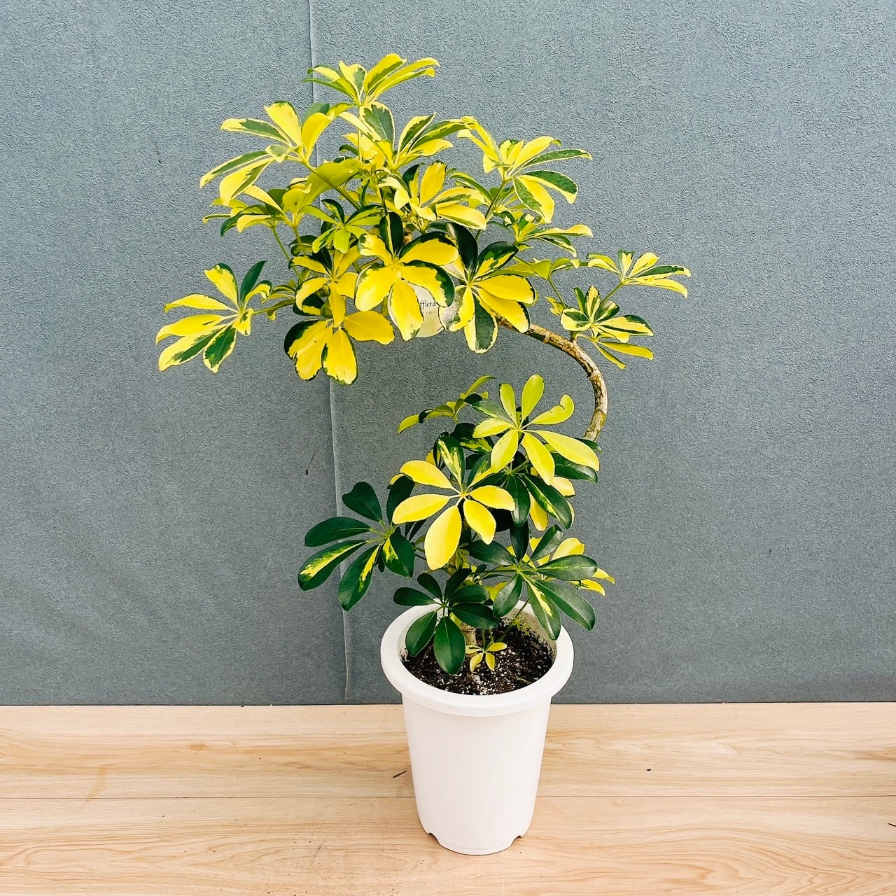 現品］64番 パキラ 編み込み 8号 観葉植物 おしゃれ 室内 大型 ねじり
