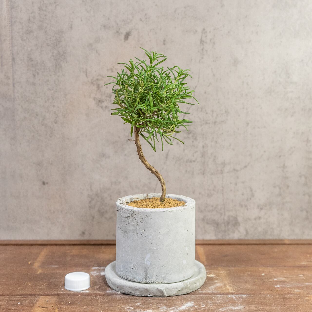 ローズマリー|可愛い丸形フォルムのミニ盆栽スタイル × 爽やかな香りのハーブ【虫発生抑制/手作りモルタル鉢】