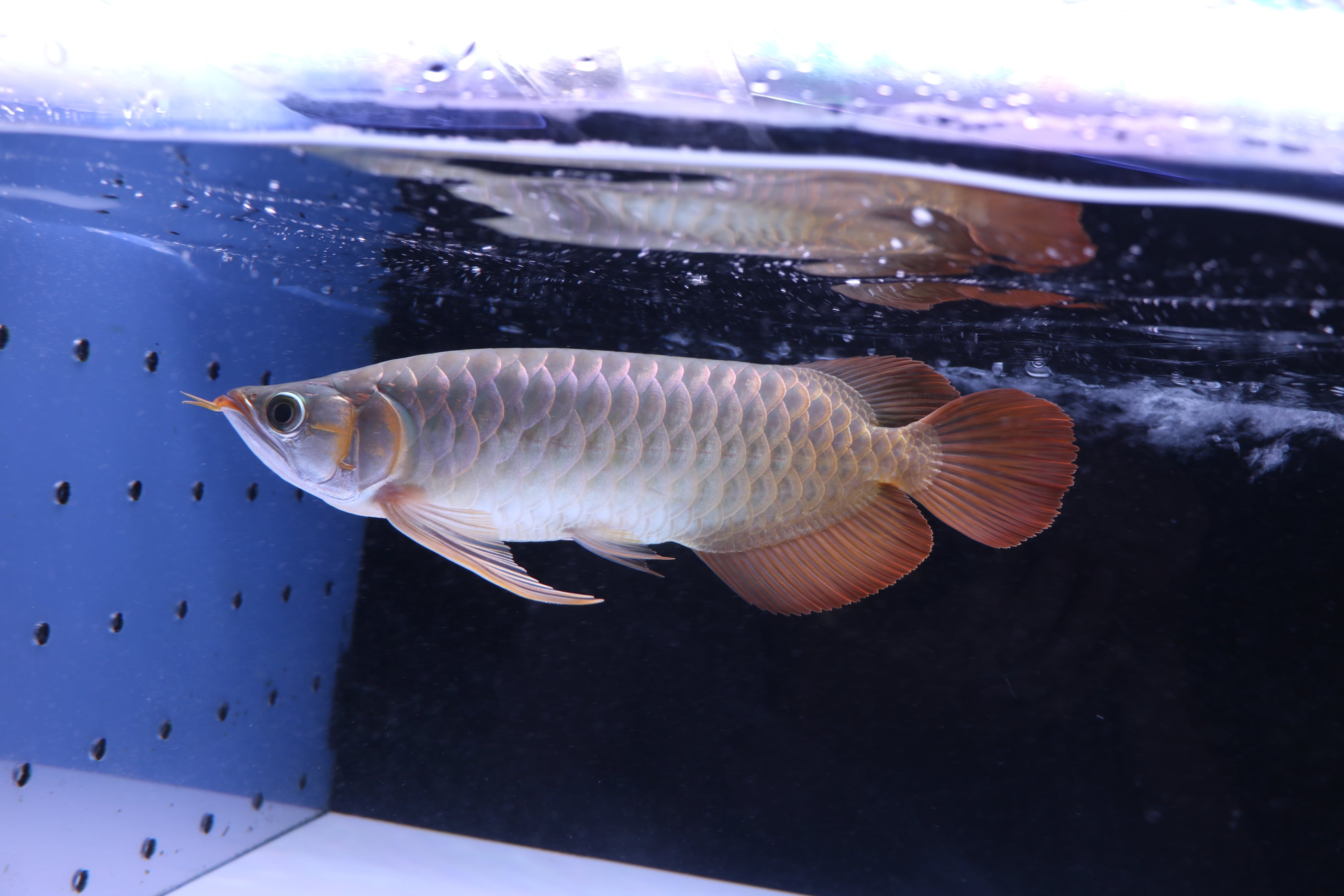 200,001円〜 | アロワナ等の大型魚・熱帯魚のオンライン販売店