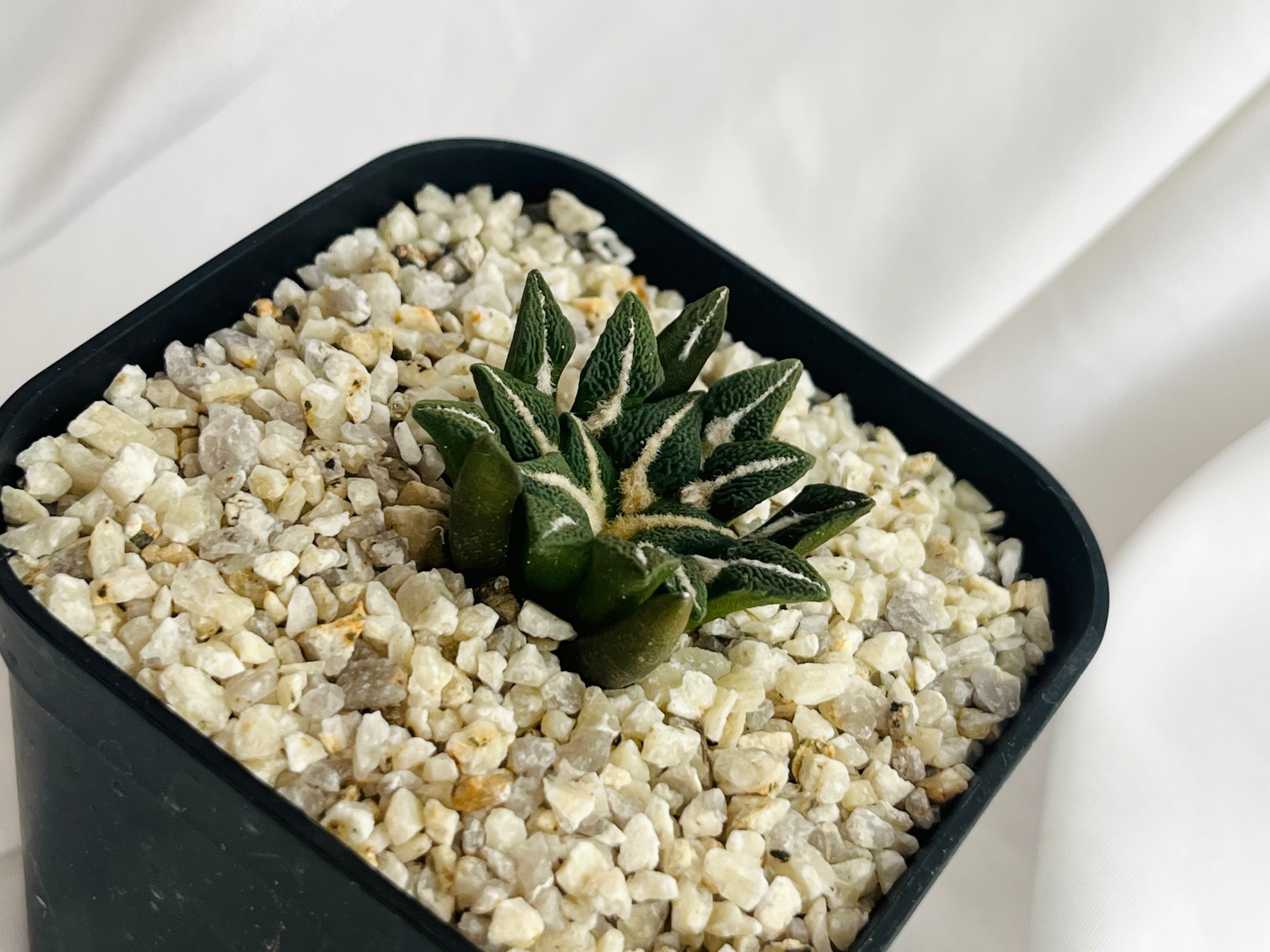 観葉植物 【美株】アリオカルプス姫牡丹 国内実生株 サボテン 塊根植物