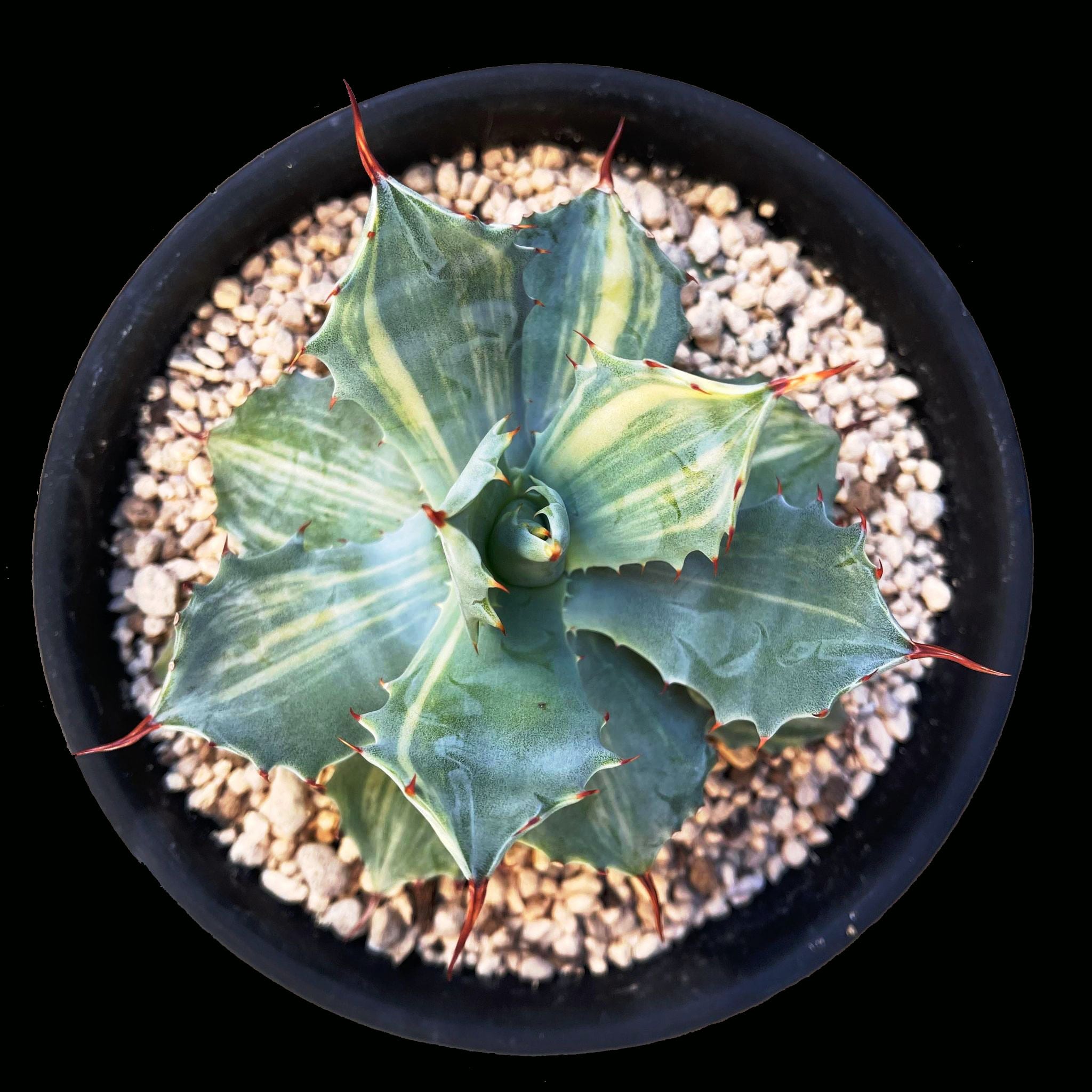 アガベ 楊貴妃 CIVY21070002 | 8Tree