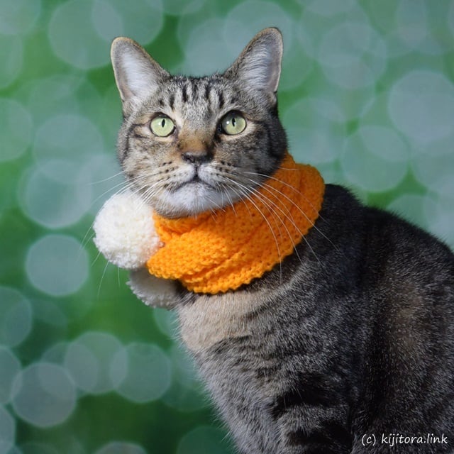 猫専用マフラー：みゃふら～（手編み：オレンジ色＆白色ボンボン