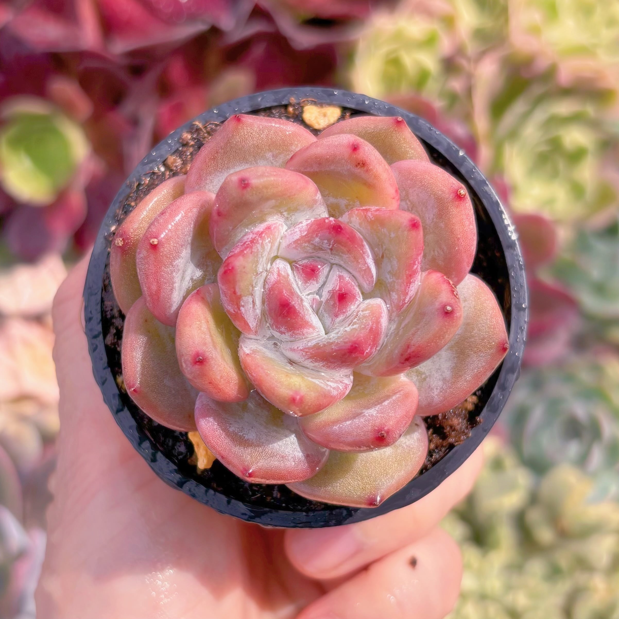 現品　ジャムアンジュ#893　るる農園