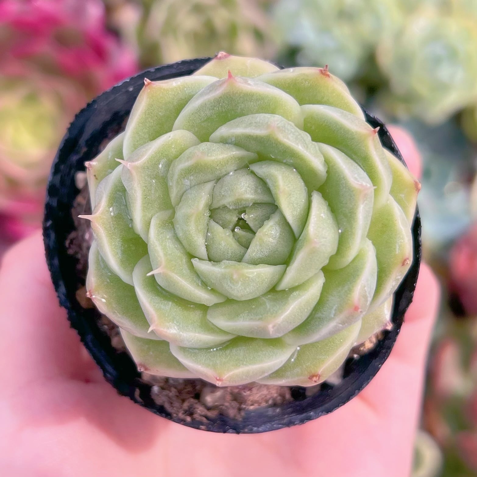 現品　コラジ#C30　るる農園