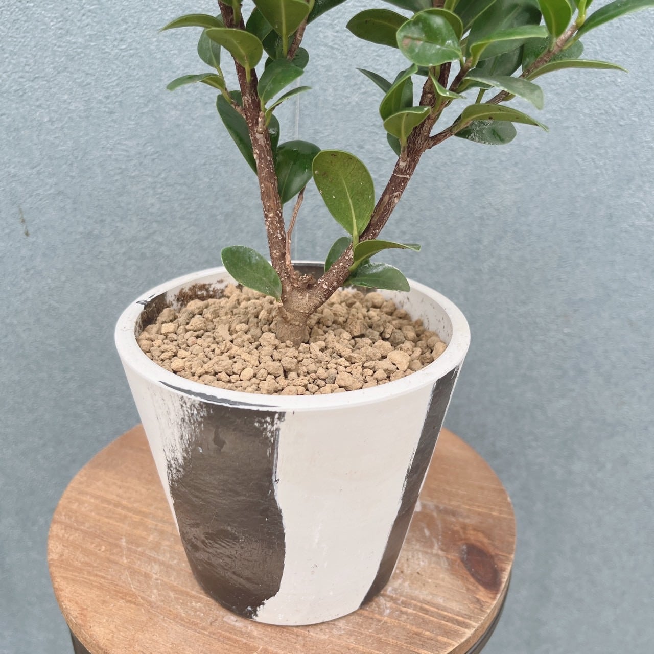現品］【希少】1番 オキナワコバガジュマル 4号 観葉植物 室内 レア