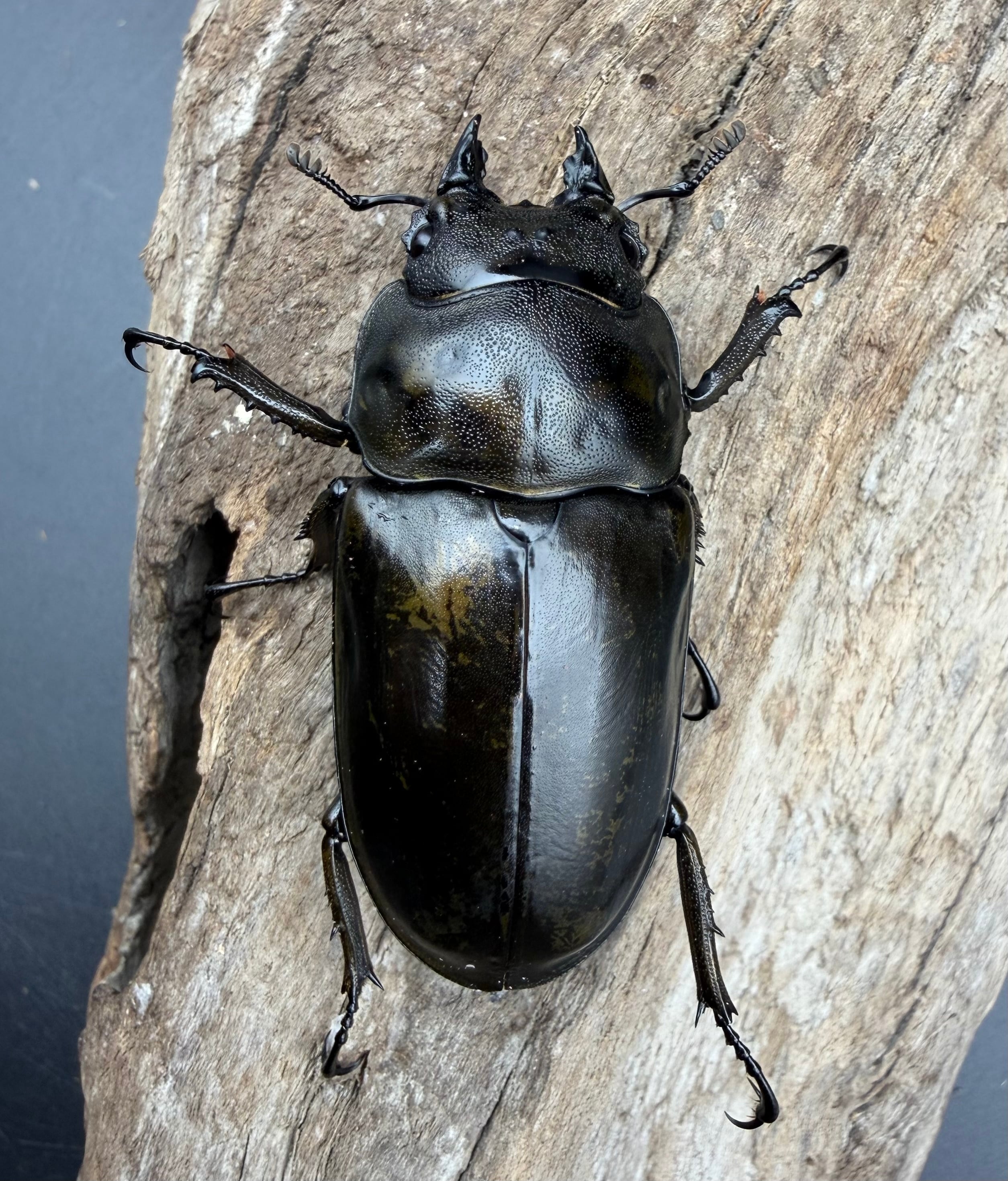 F0】《ローゼンベルグオウゴンオニクワガタ 68.5mm ペア》 | KPW公式