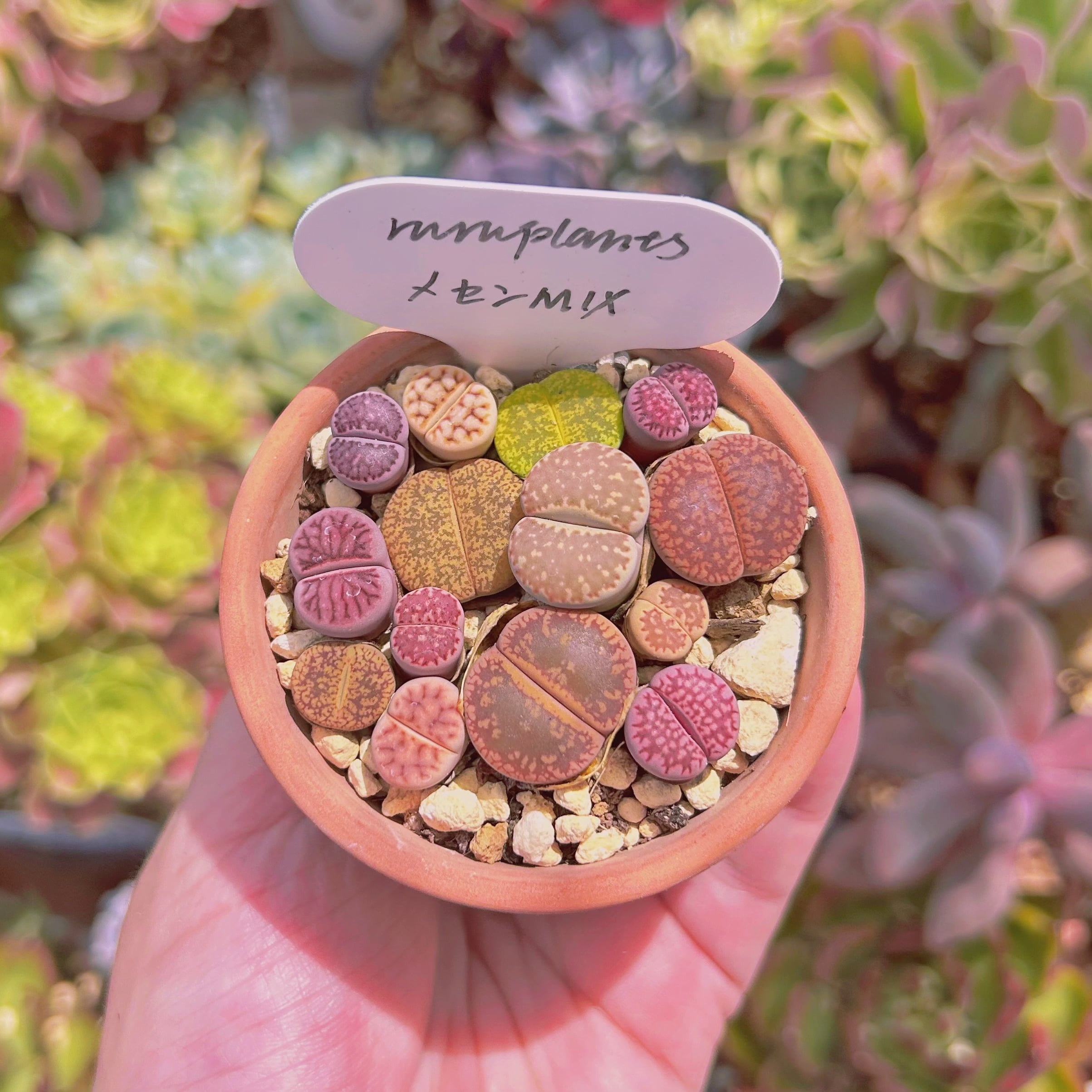 #874現物　多肉植物　メセン　鉢付き発送