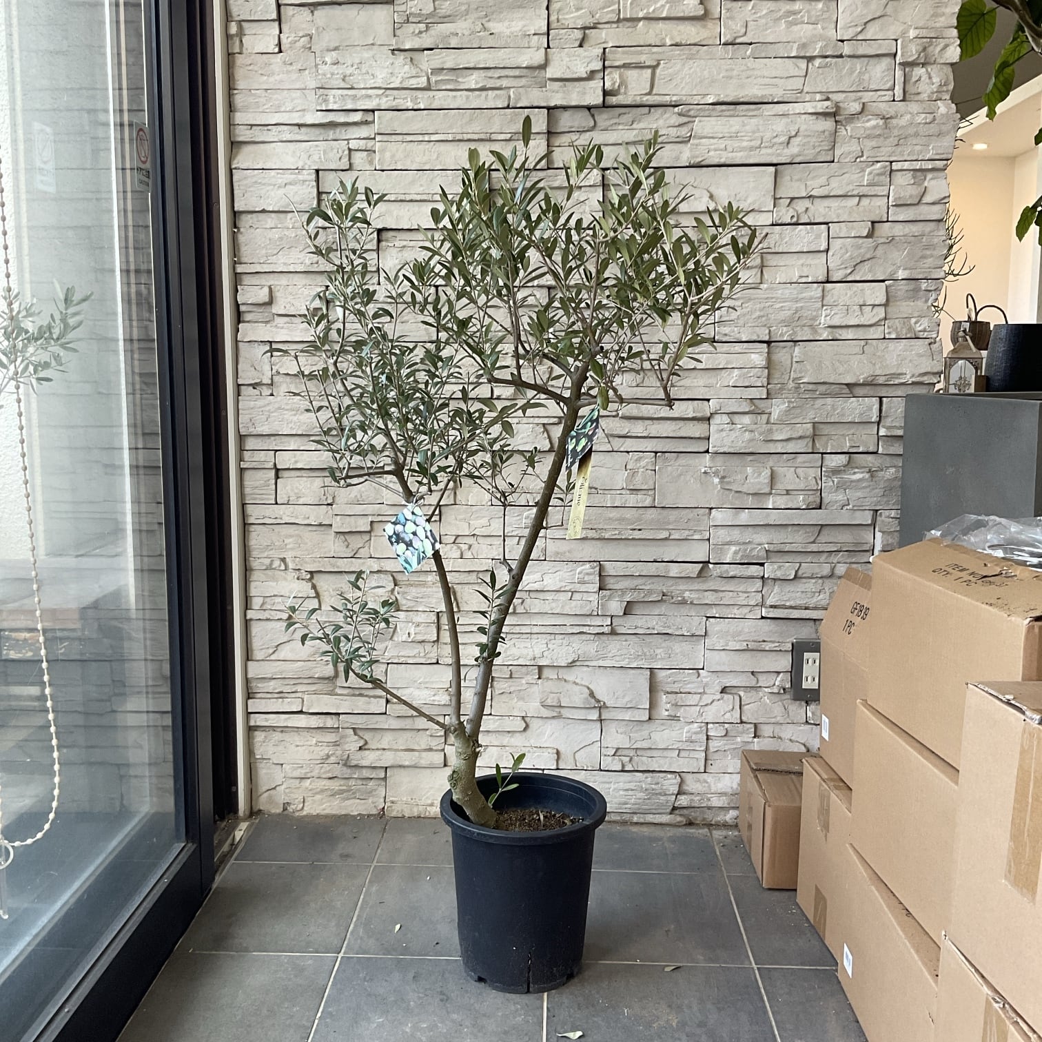 LAURA ASHLEY 植木鉢 2個セット ローラアシュレイロンサール gardens_spk-laj02-s