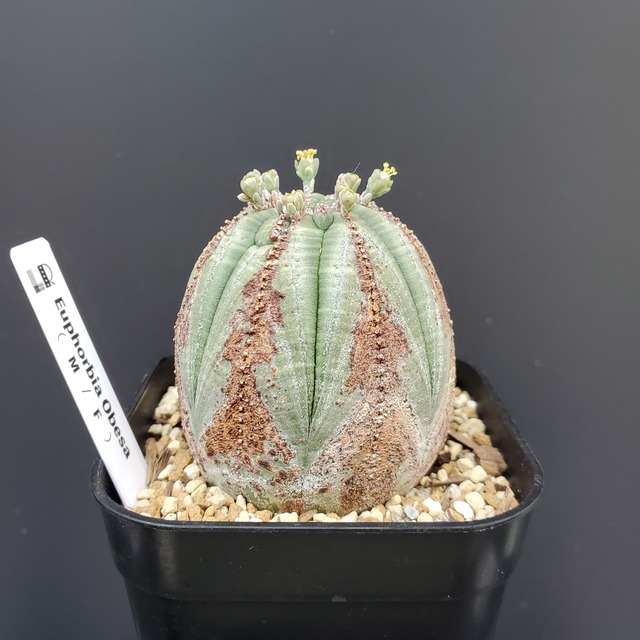 【木質化タイプ】オス株 55mm Euphorbia Obesa ユーフォルビア オベサ 木質化
