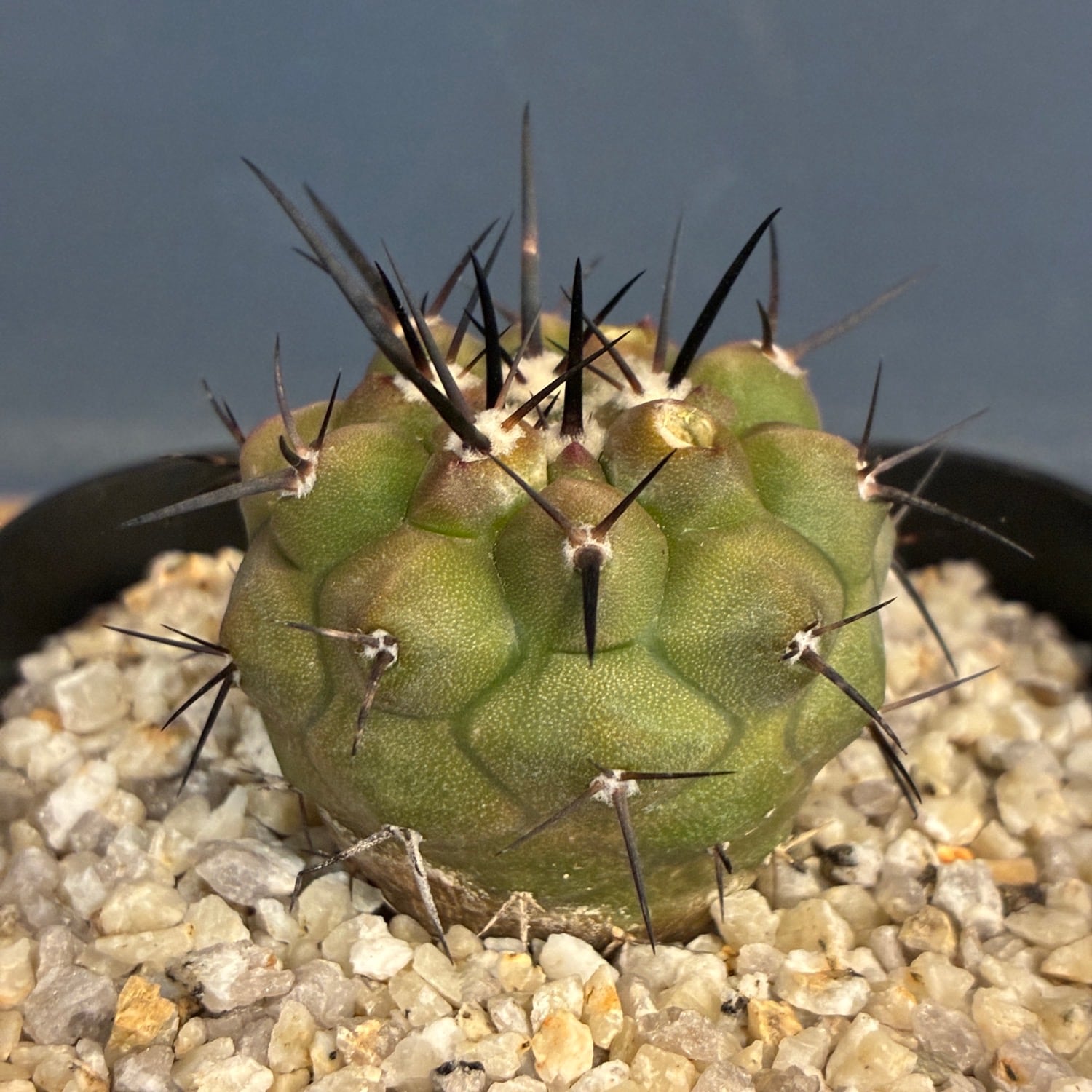 Copiapoa】サボテン コピアポア 黒王丸実生【1031】 | PROTOLEAF