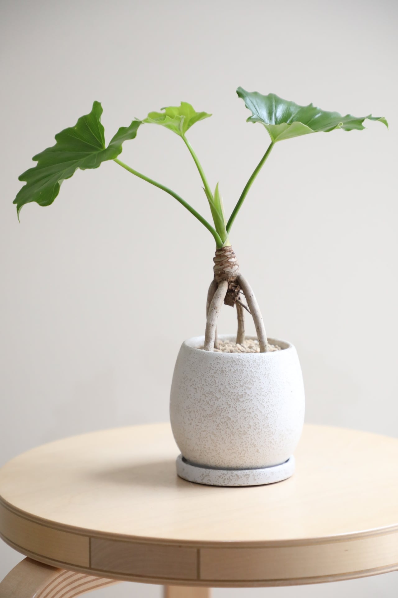 M】セローム 根上り/Philodendron selloum | 【厳選植物・器】MIDORI