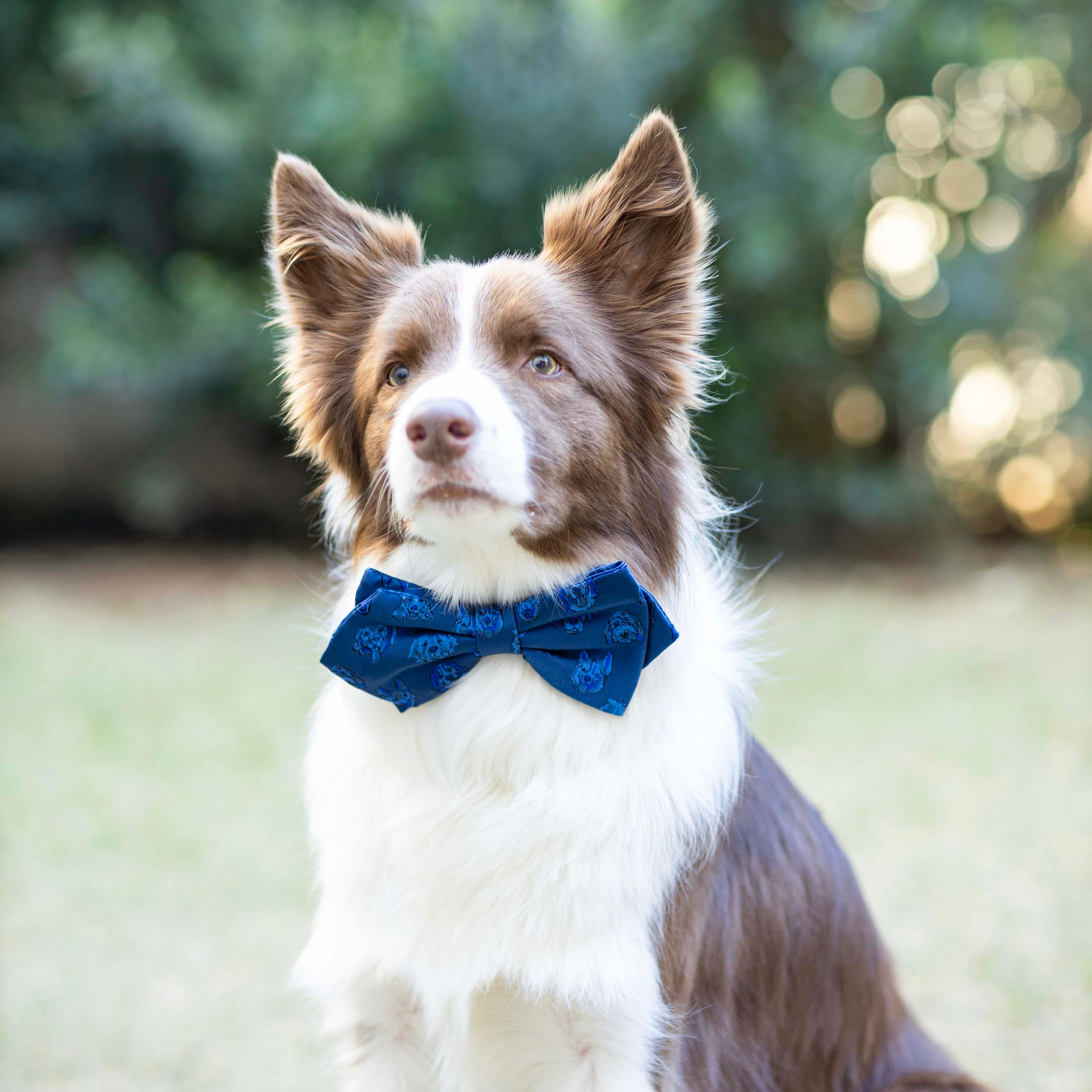 butterfly tie for dog | LAUW（ラウー）