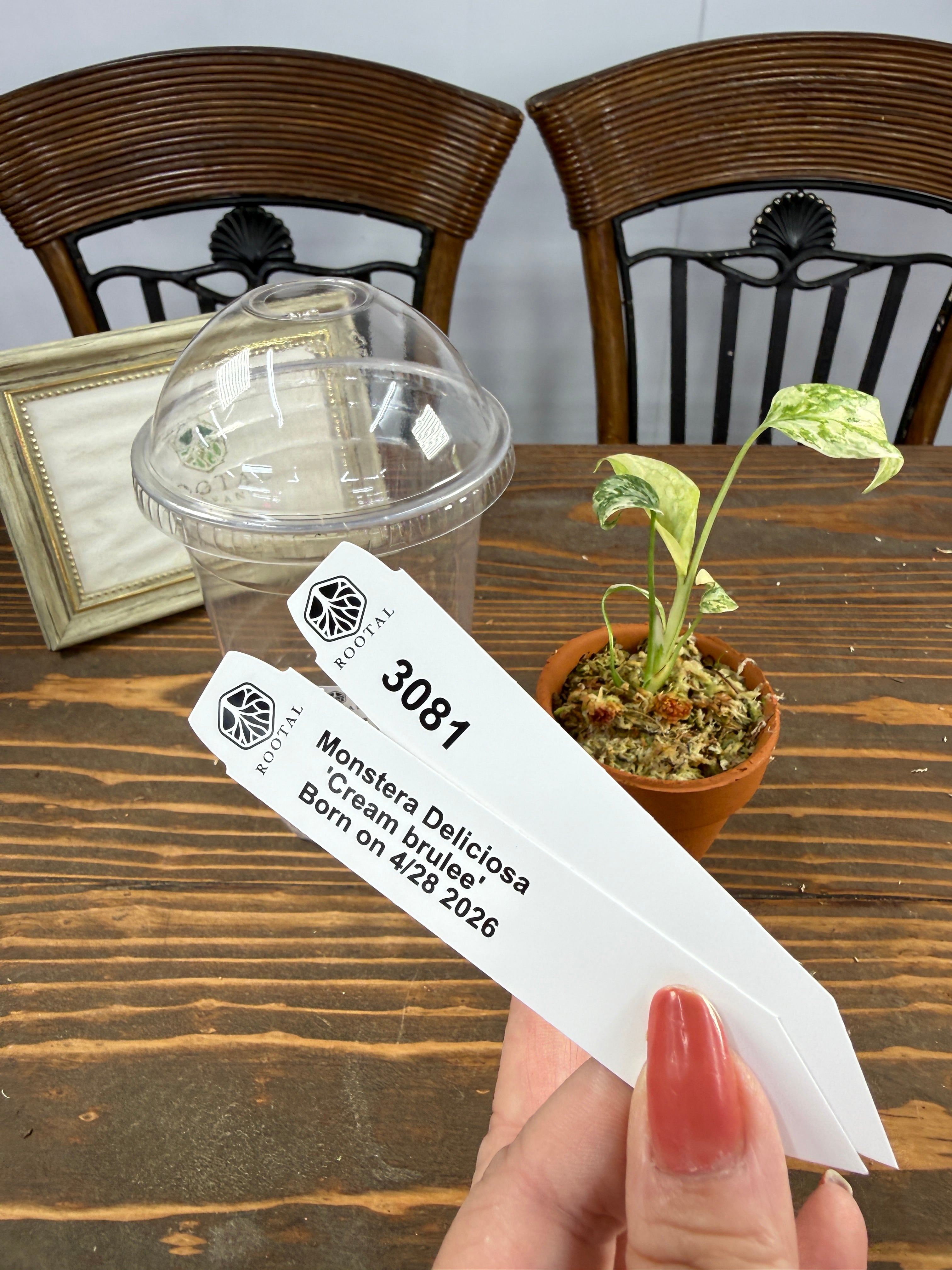 モンステラ | ROOTALPLANTS