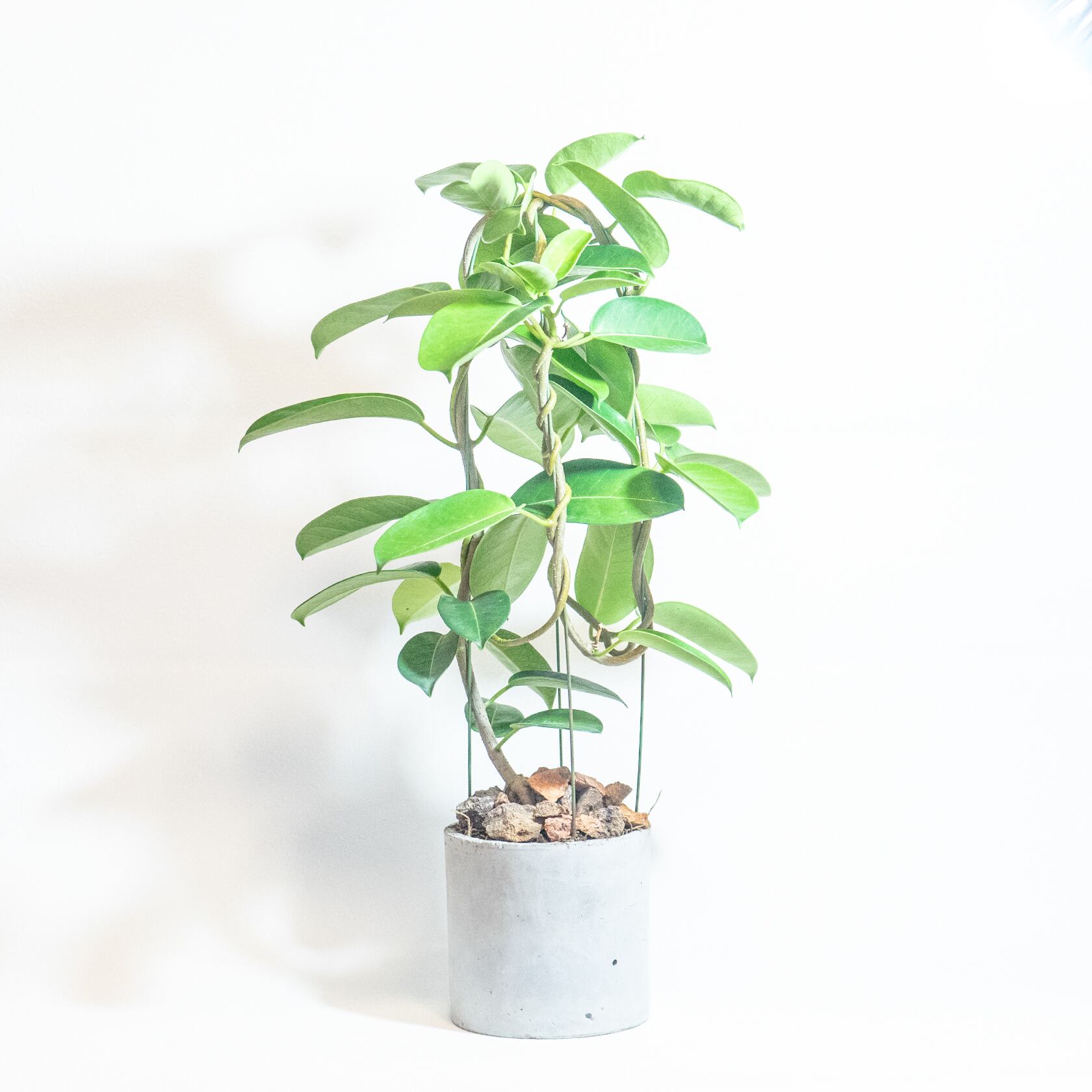 ＼送料無料／≪ 観葉植物 ≫室内管理もオッケーなマダガスカル・ジャスミンの鉢植え｜シンプルでお部屋を選ばない手作りモルタル鉢