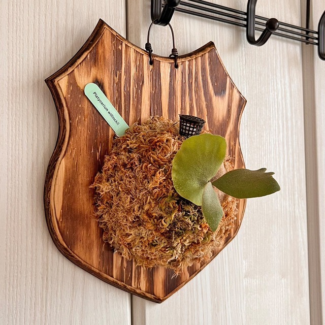 ビカクシダ ウィリンキー 板付 【観葉植物 室内 コウモリラン】