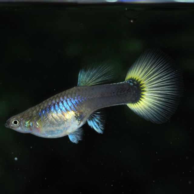 Taxiリボン　若魚1カルテット＋おまけメス1匹