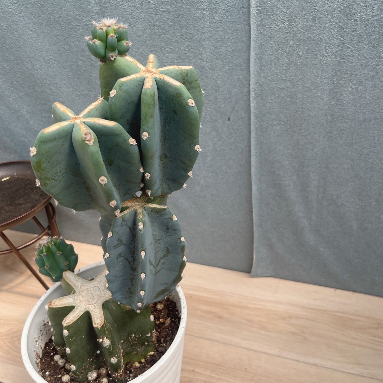 現品］☆人気☆ 71番 柱サボテン 鬼面角 ブランチ 6号 観葉植物 室内