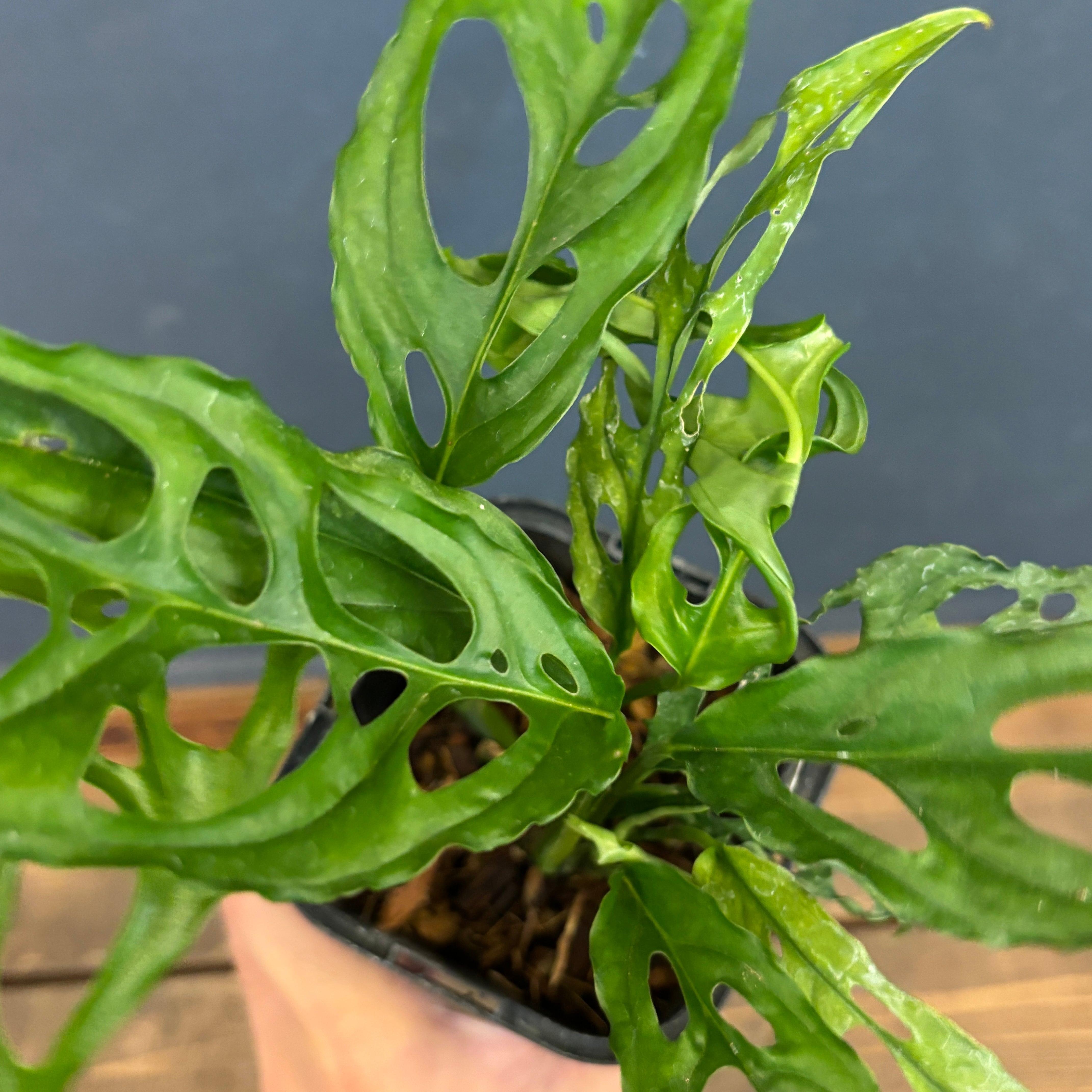 モンステラ オブリクア ペルー【255】 | PROTOLEAF プロトリーフ