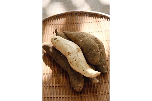 さつまいも・益子白芋(栃木県産)・500g