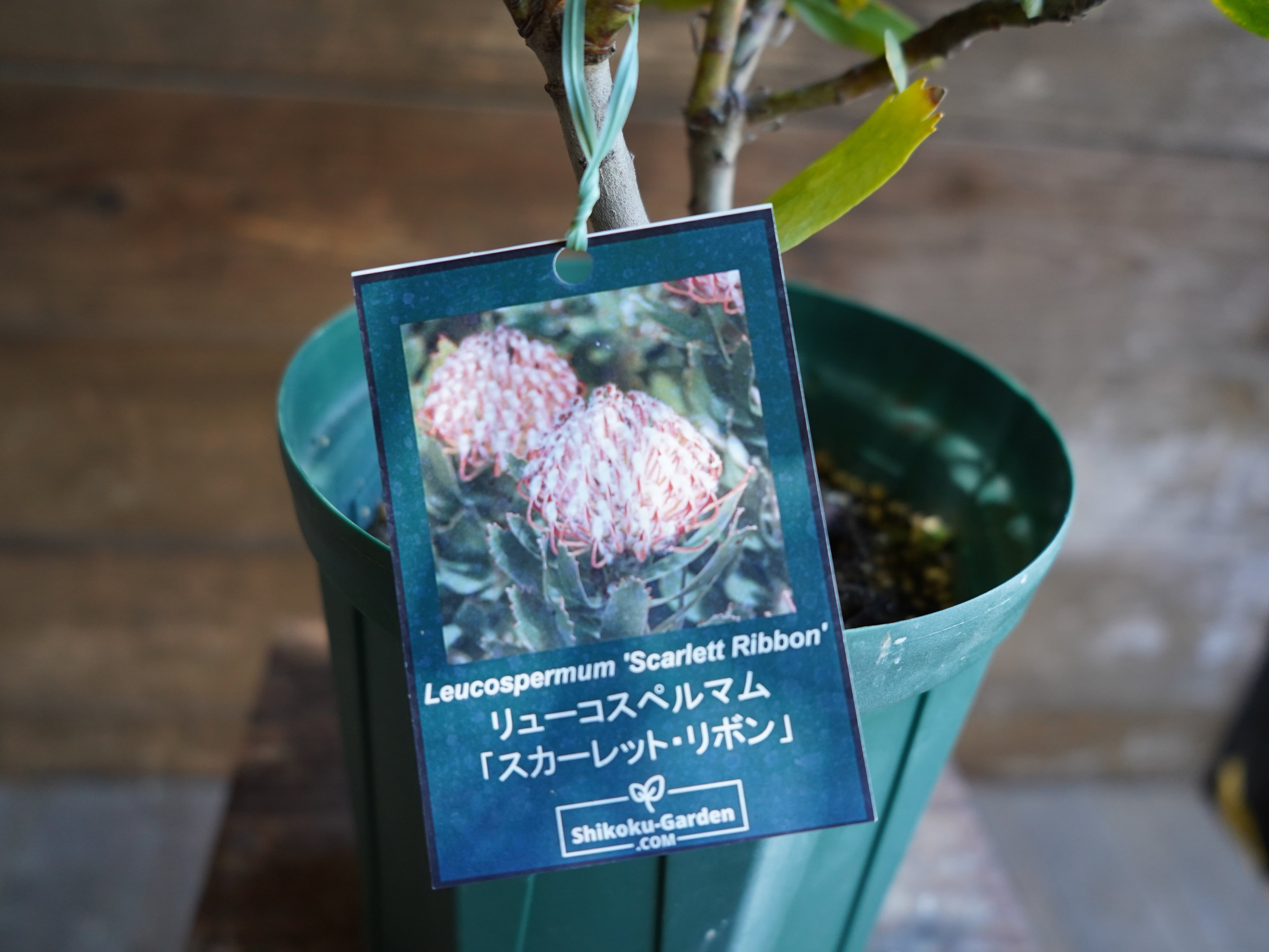 【現物】リューコスペルマム "スカーレットリボン"　