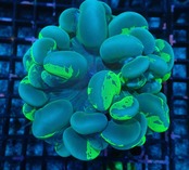 【クーポン併用不可】つきみ堂ブリード BubbleCoral YellowCat'sEye